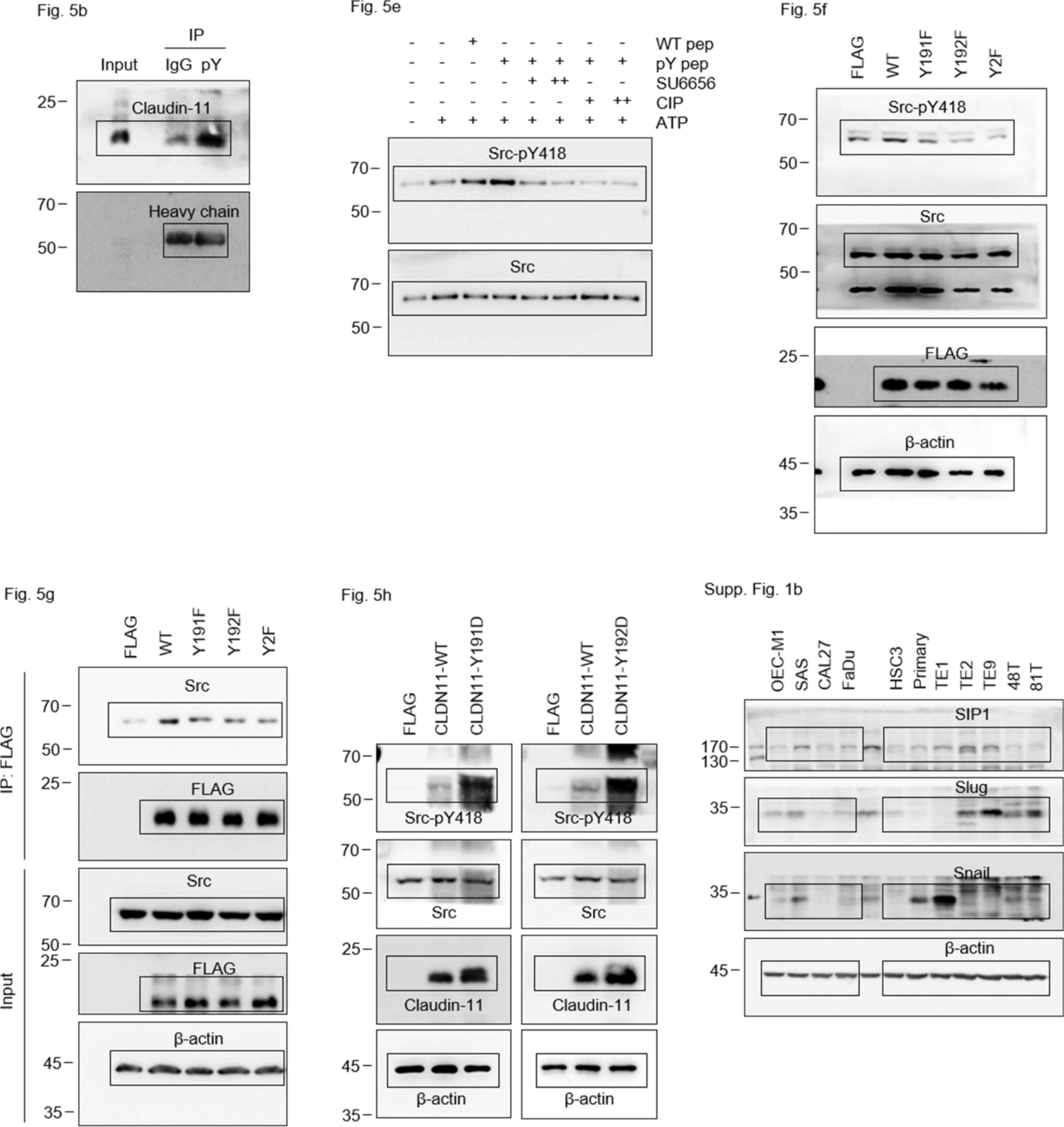 Supplementary Figure 8