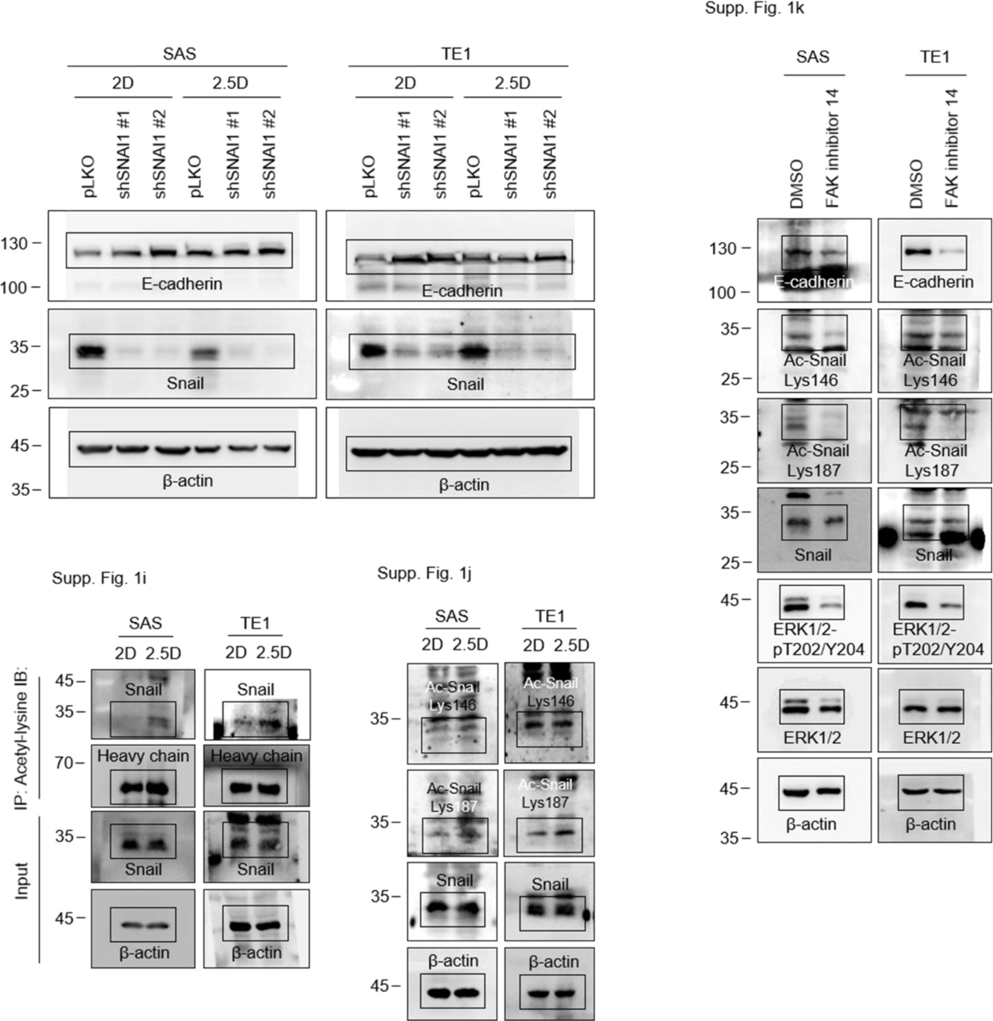 Supplementary Figure 8