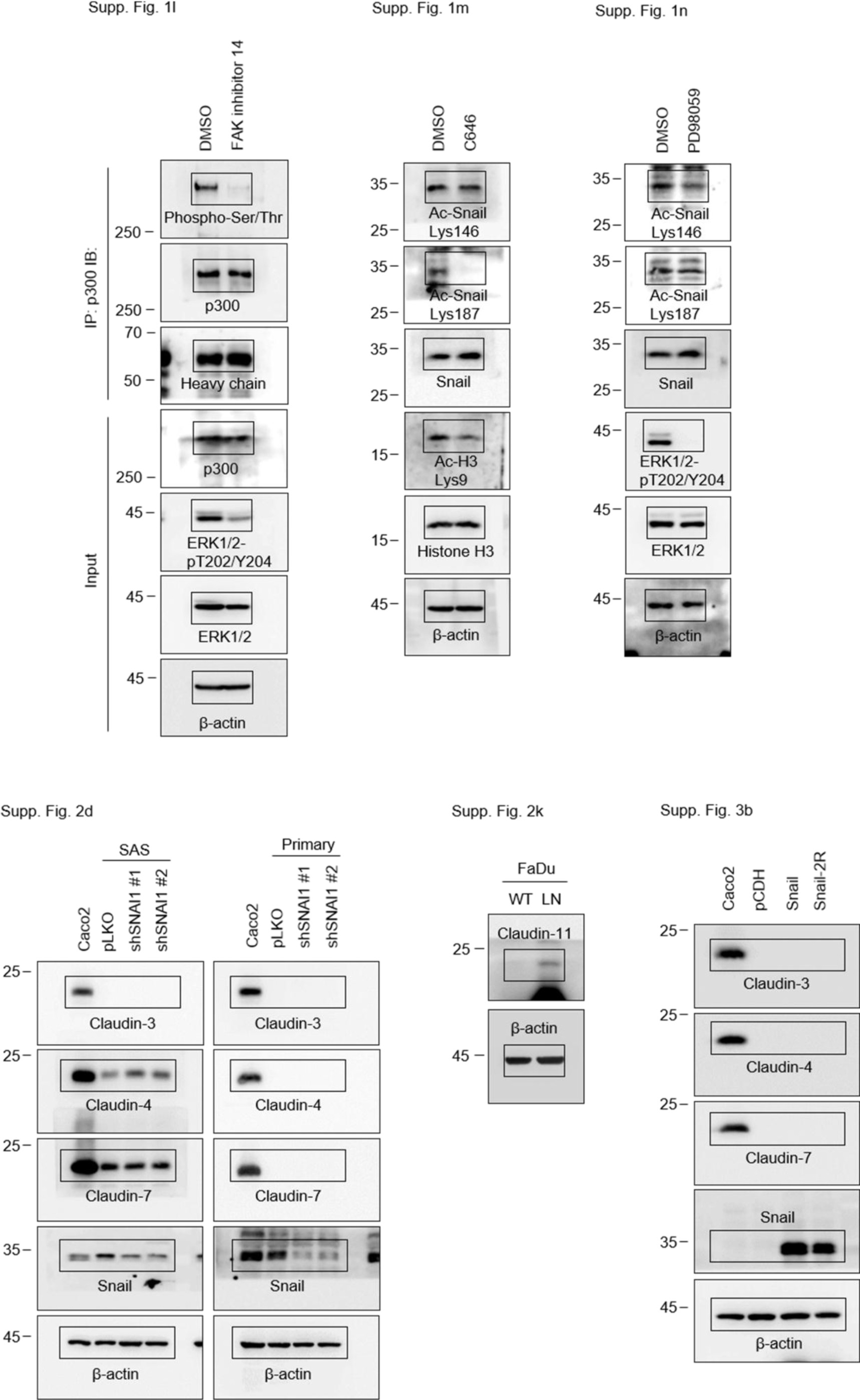 Supplementary Figure 8