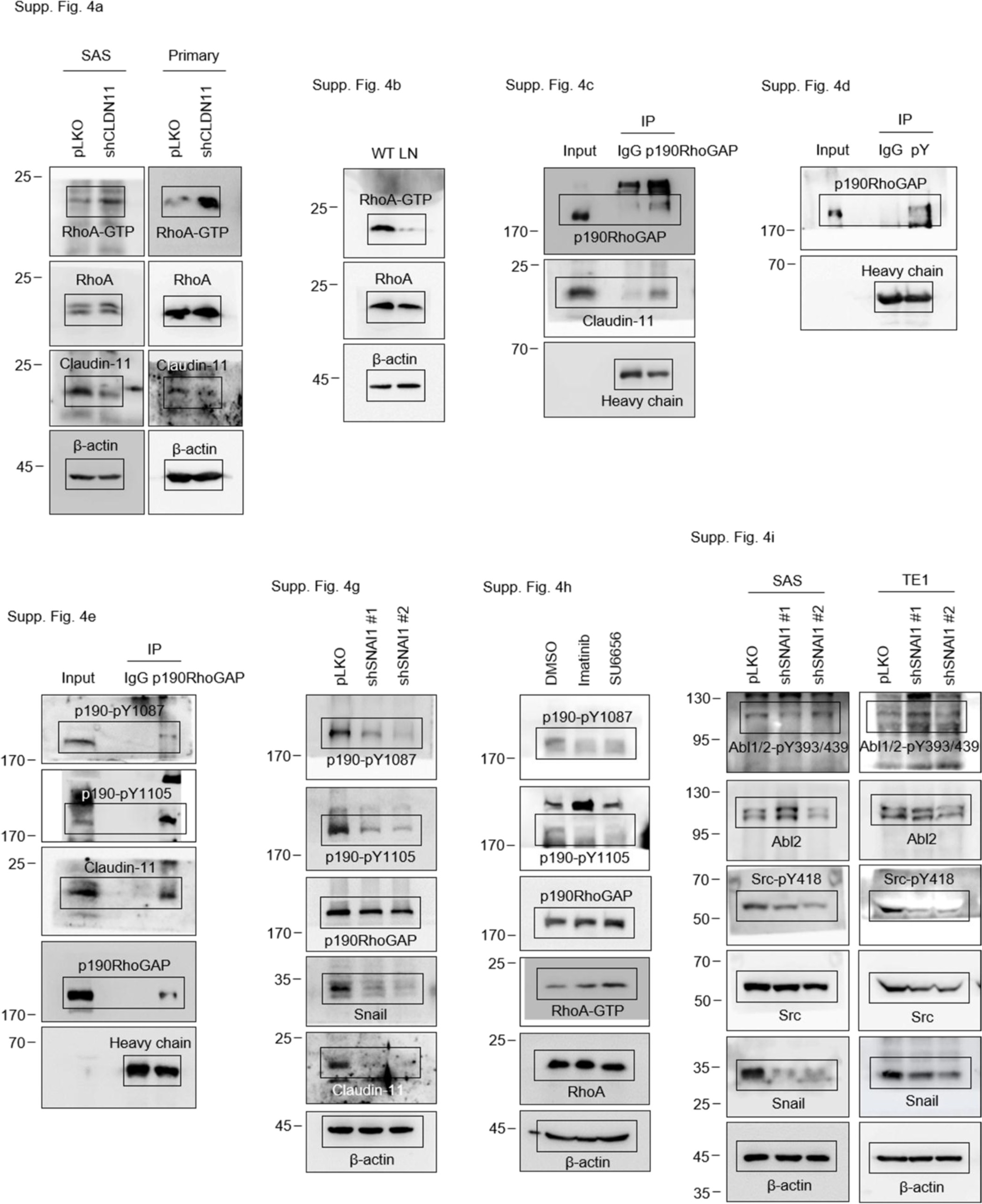 Supplementary Figure 8