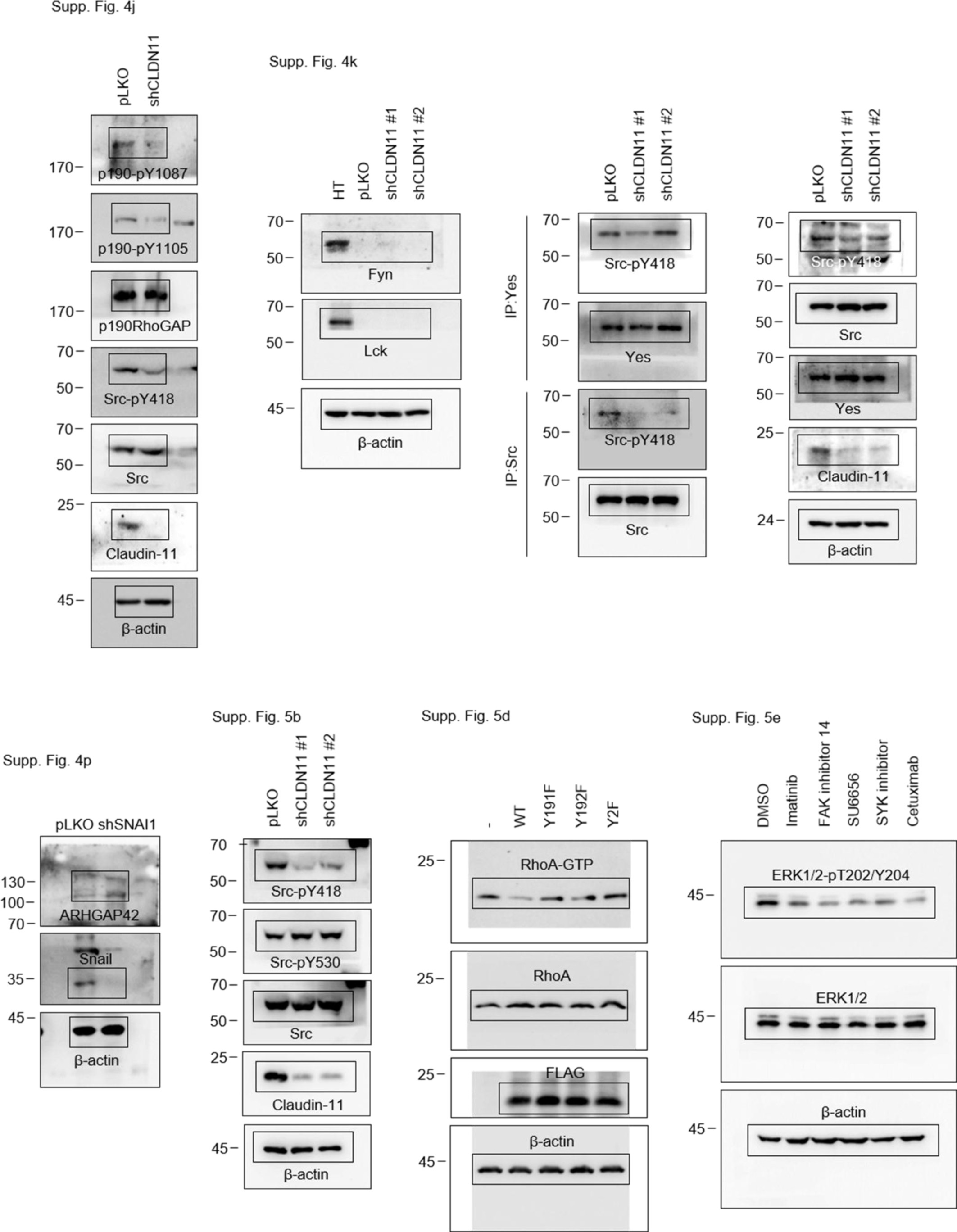 Supplementary Figure 8