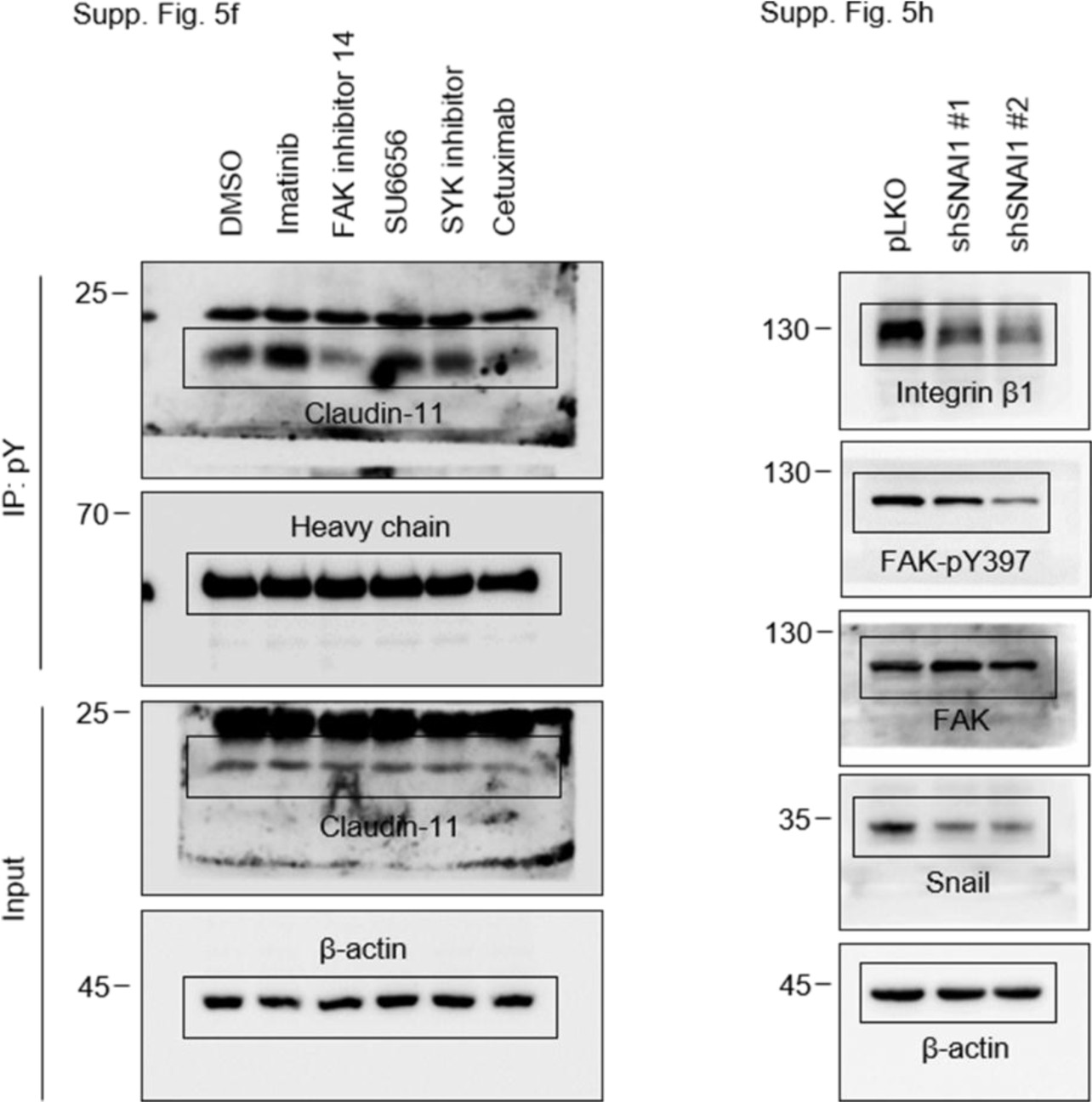 Supplementary Figure 8