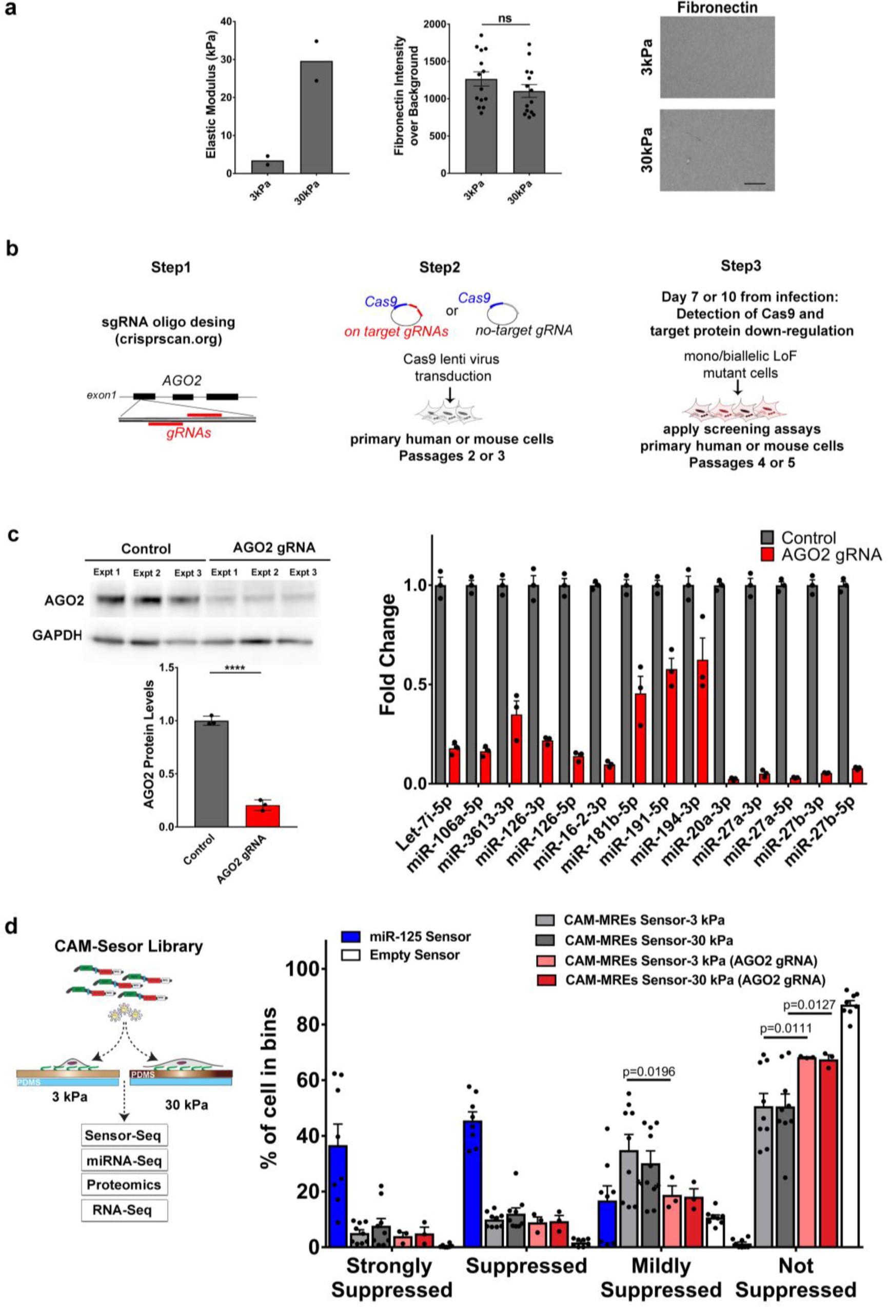 Supplementary Figure 2: Validation of AGO2 CRISPR/Cas9 targeting in HUVECs.