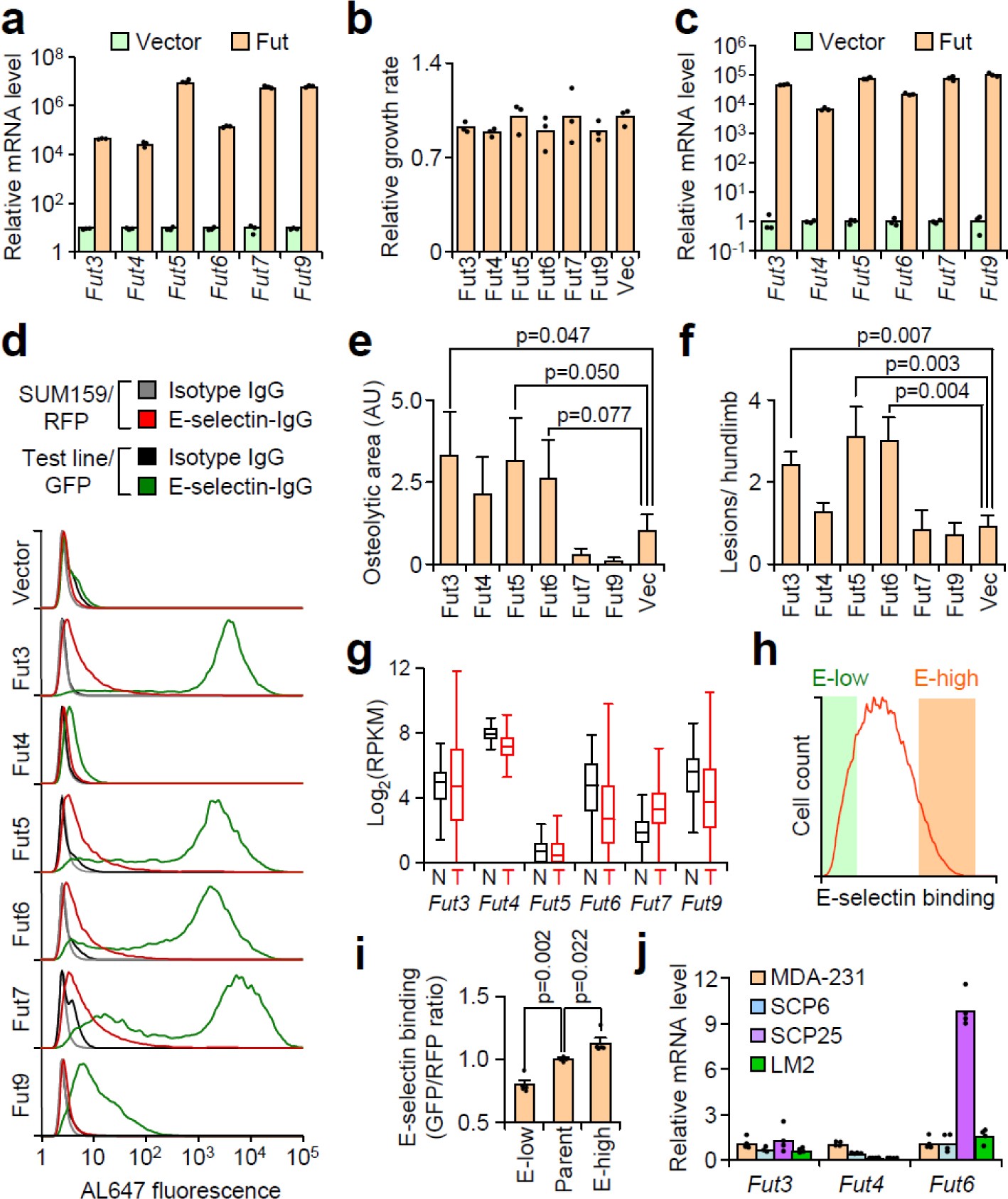 Supplementary Figure 2: Quantification of α1–3 Fut expression and activity in MDA-MB-231 and M1a cells.