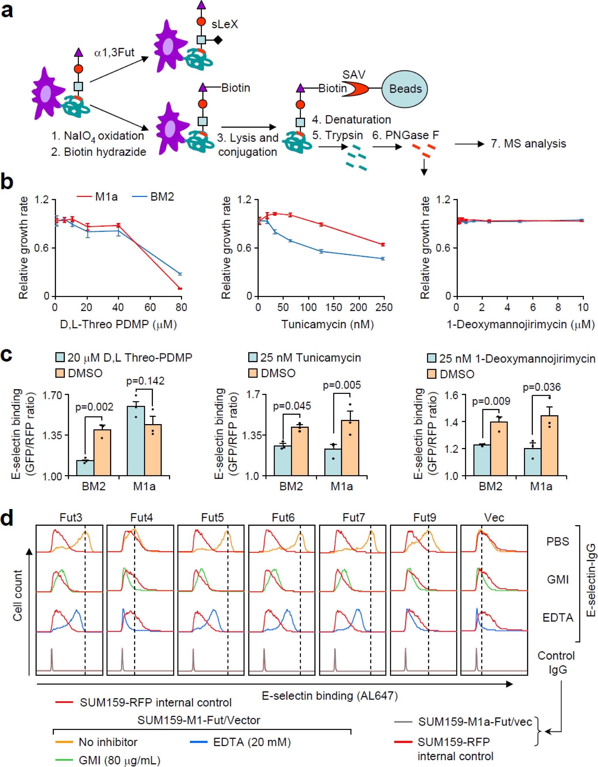 Supplementary Figure 3: Pharmacological and enzymatic modification of E-selectin binding.