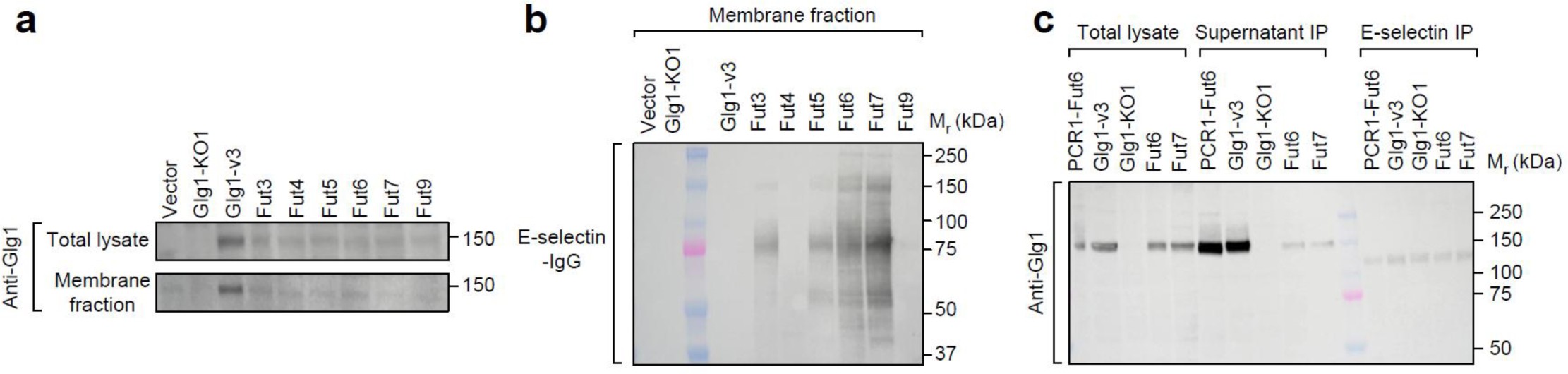 Supplementary Figure 5: Glg1 localizes to the cytoplasmic membrane surface.