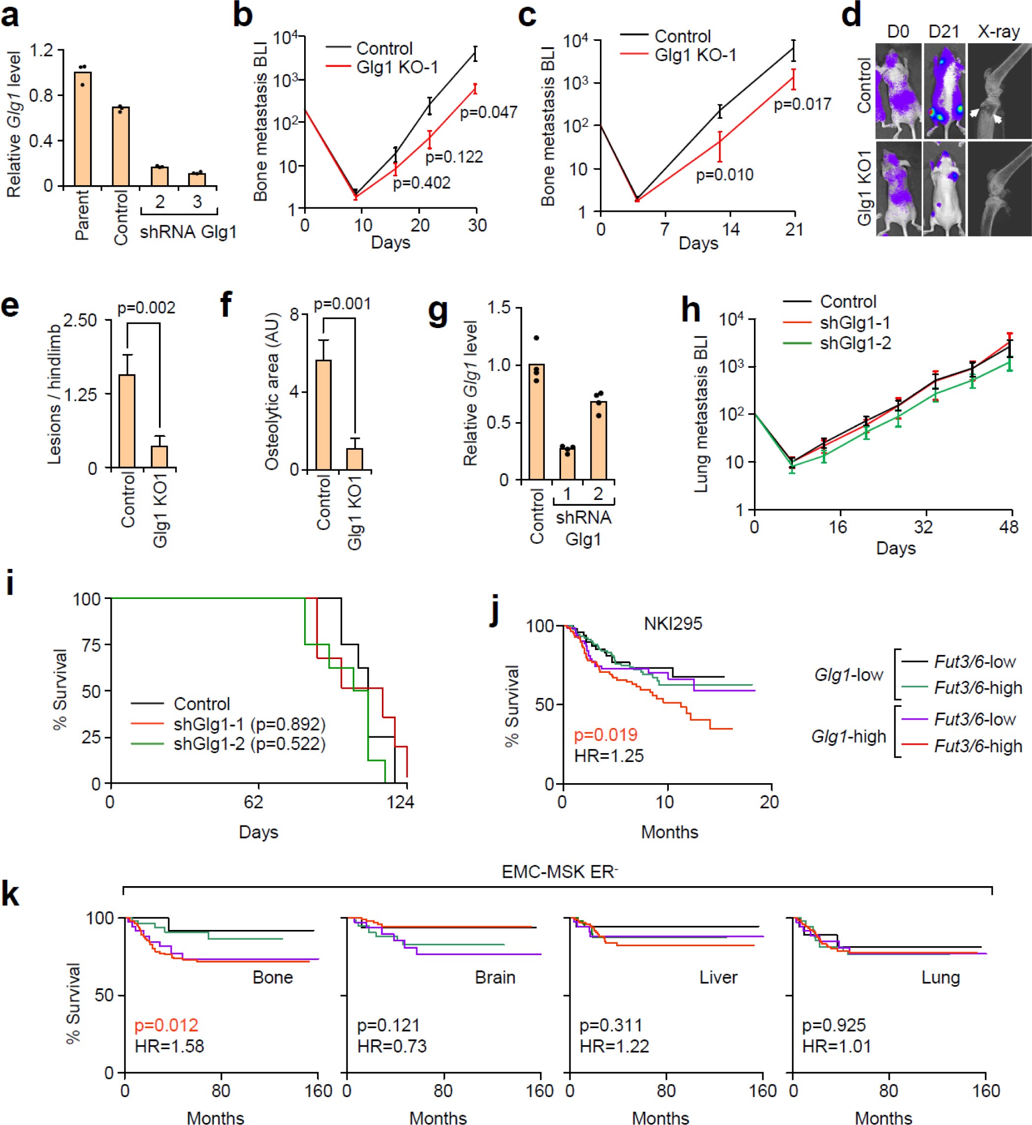 Supplementary Figure 6: Glg1 ablation reduces bone but not lung metastasis.