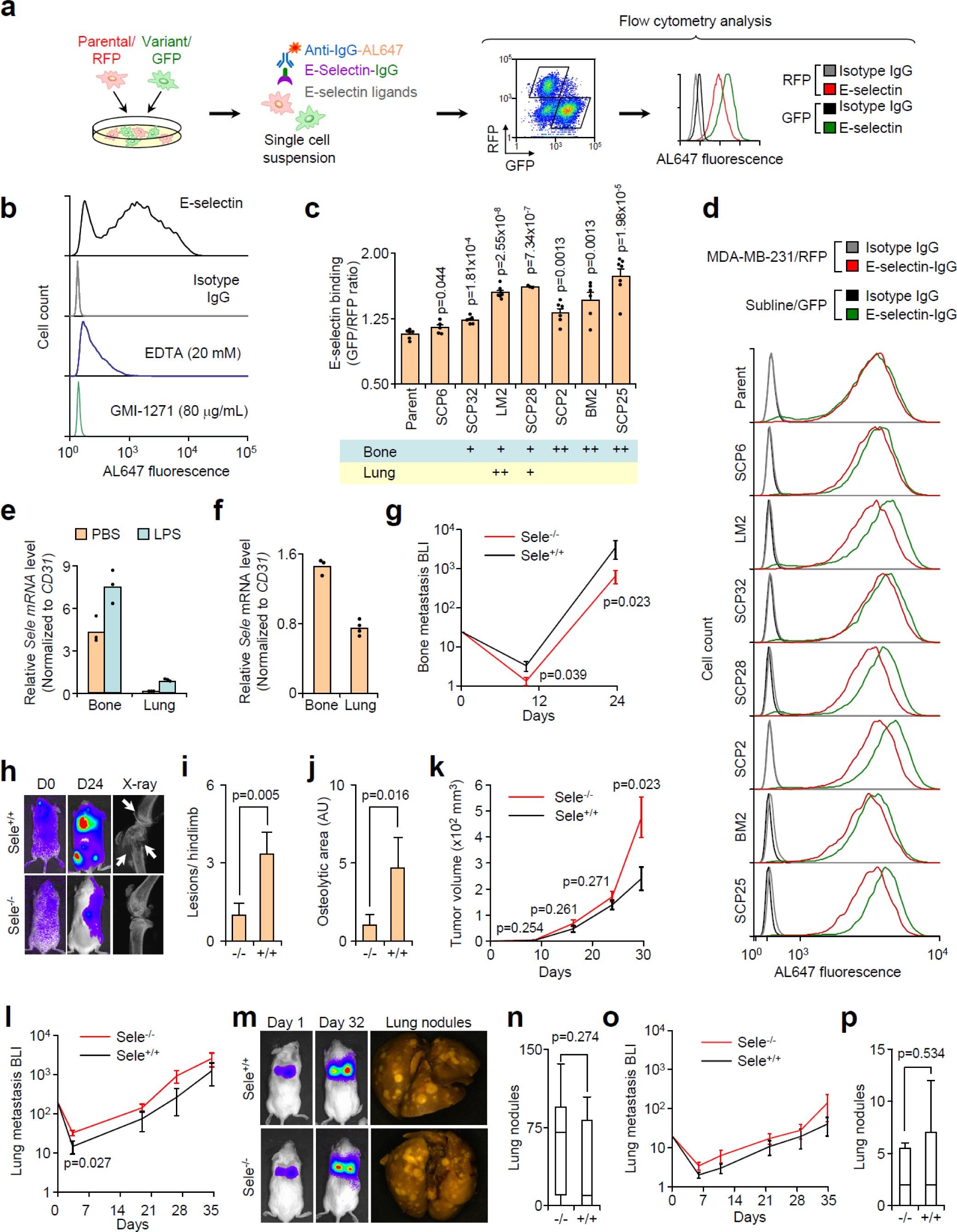 Supplementary Figure 1: E-selectin promotes bone but not lung metastasis.