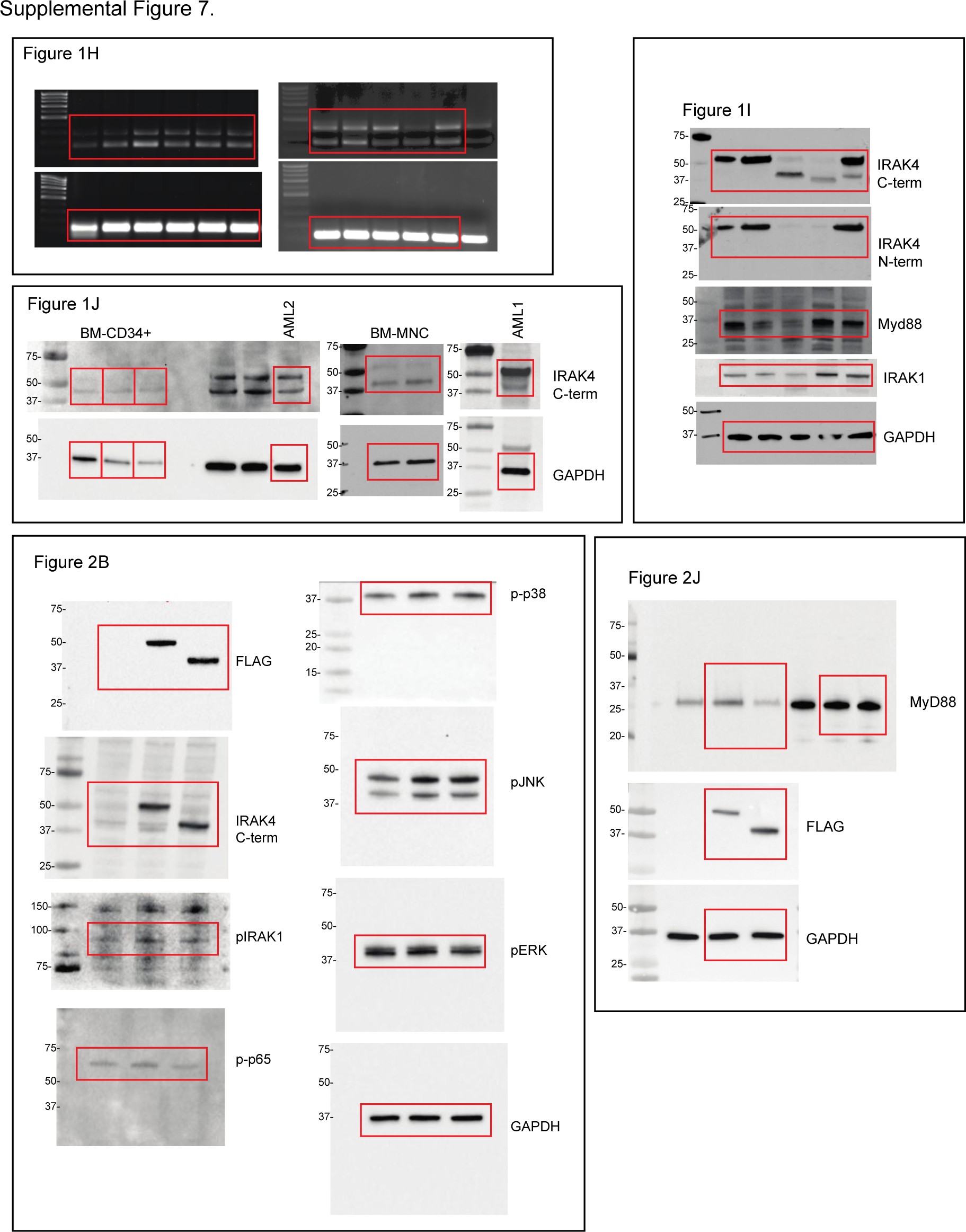 Supplementary Fig. 7