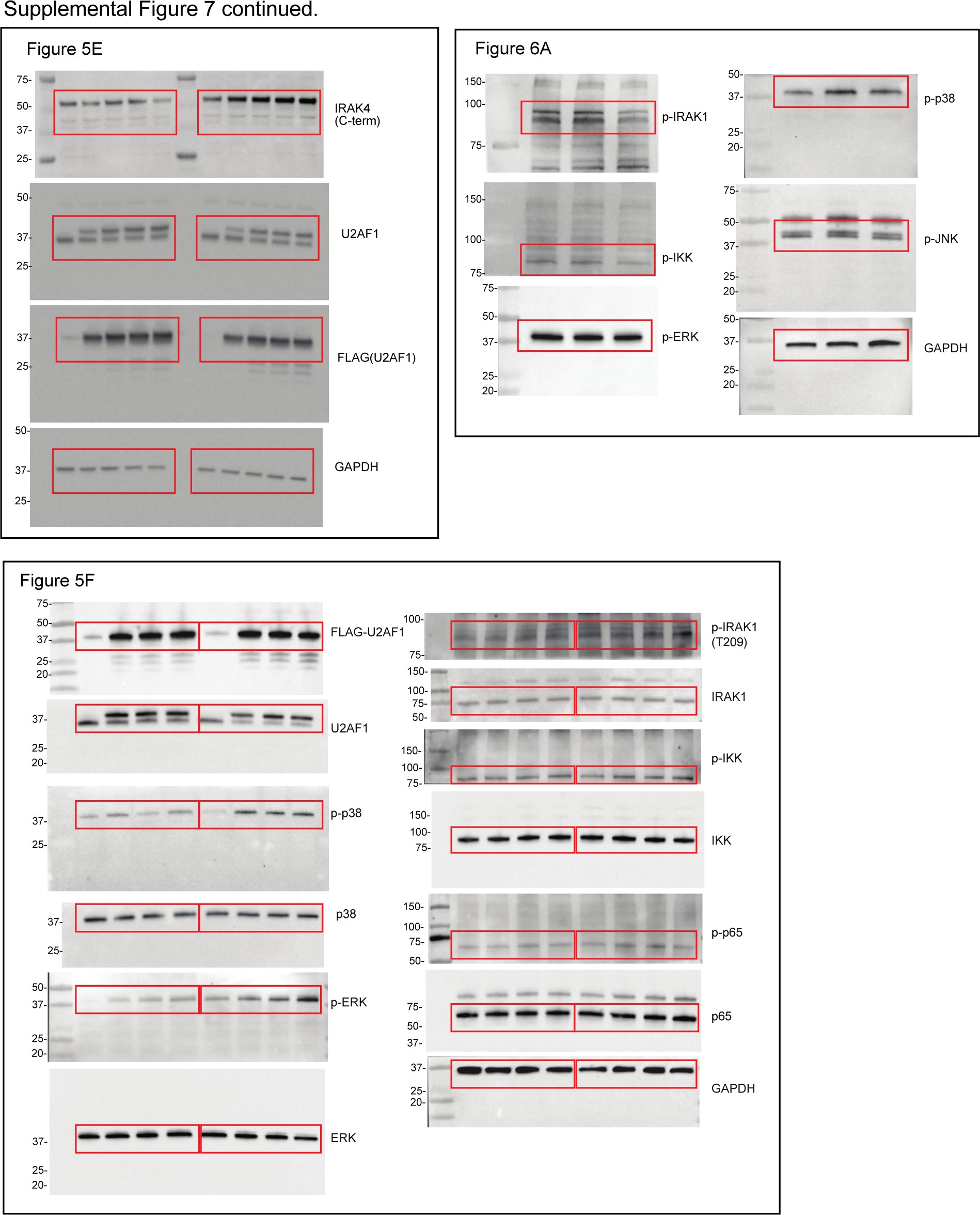 Supplementary Fig. 7