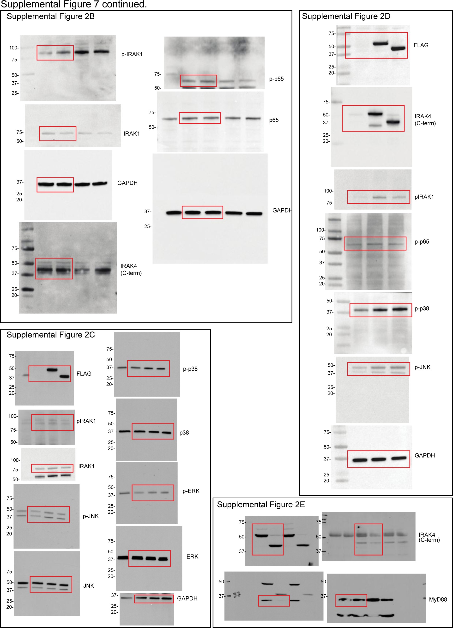 Supplementary Fig. 7