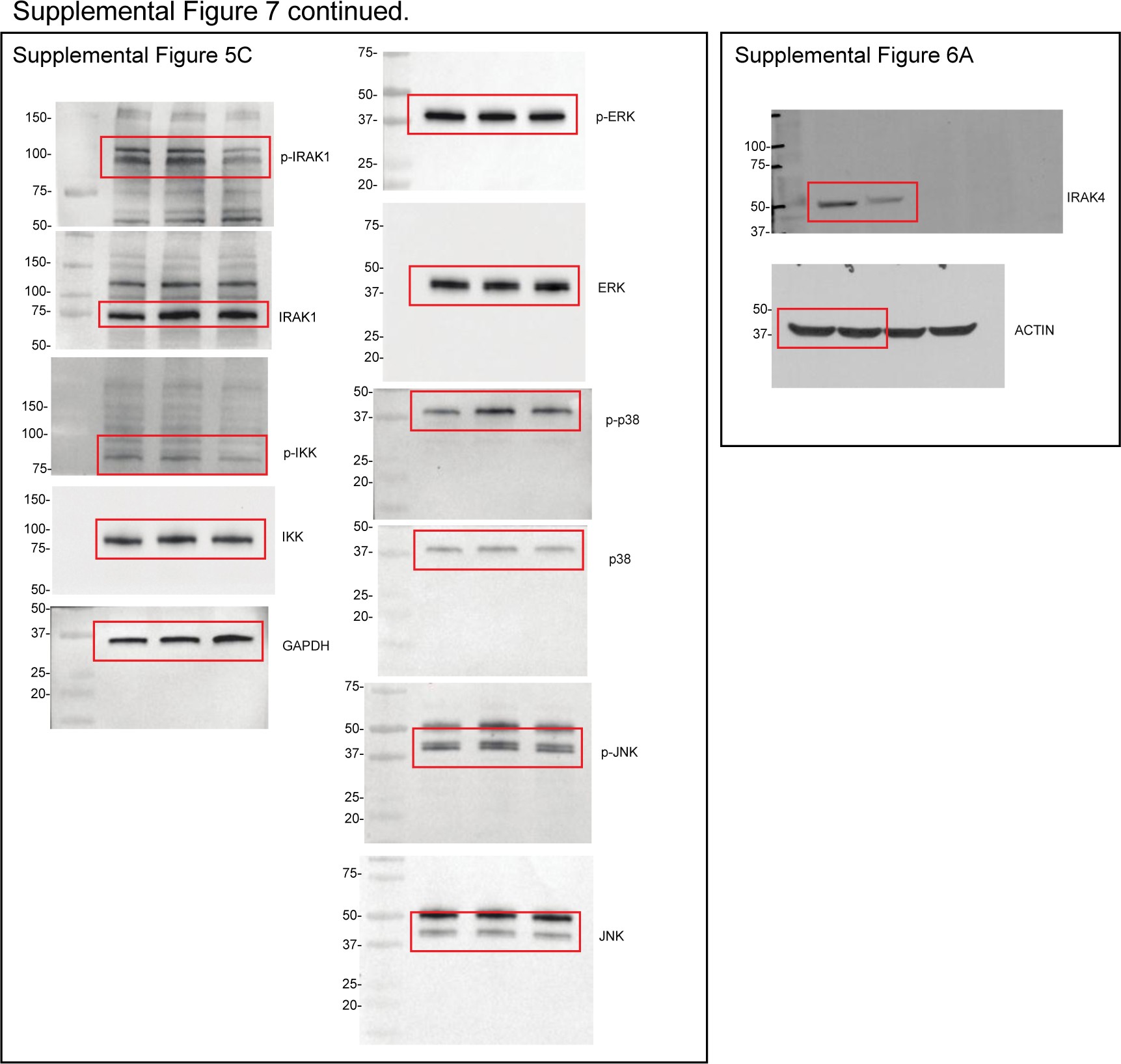 Supplementary Fig. 7
