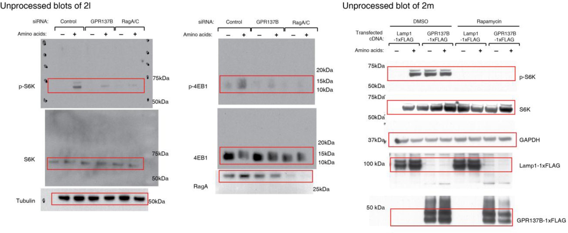 Supplementary Fig. 9