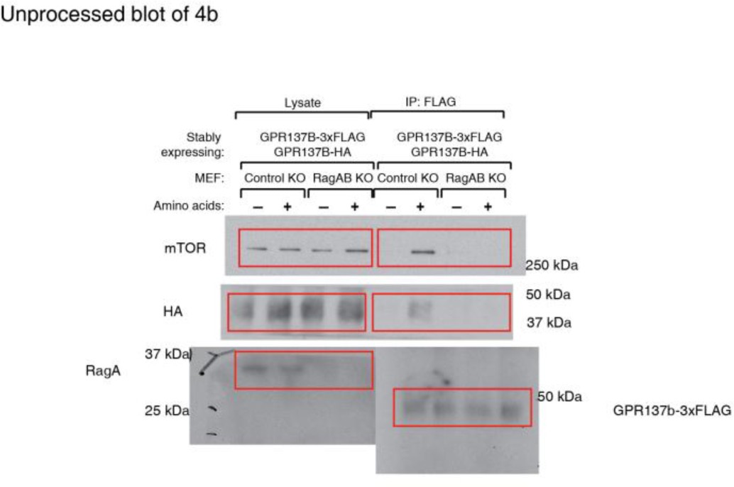 Supplementary Fig. 9