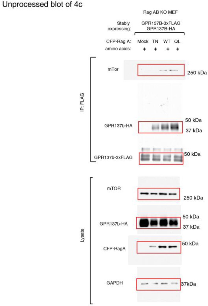 Supplementary Fig. 9