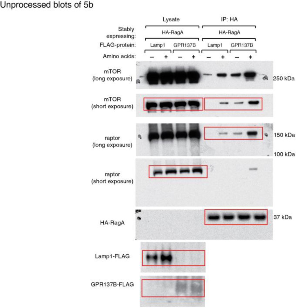 Supplementary Fig. 9
