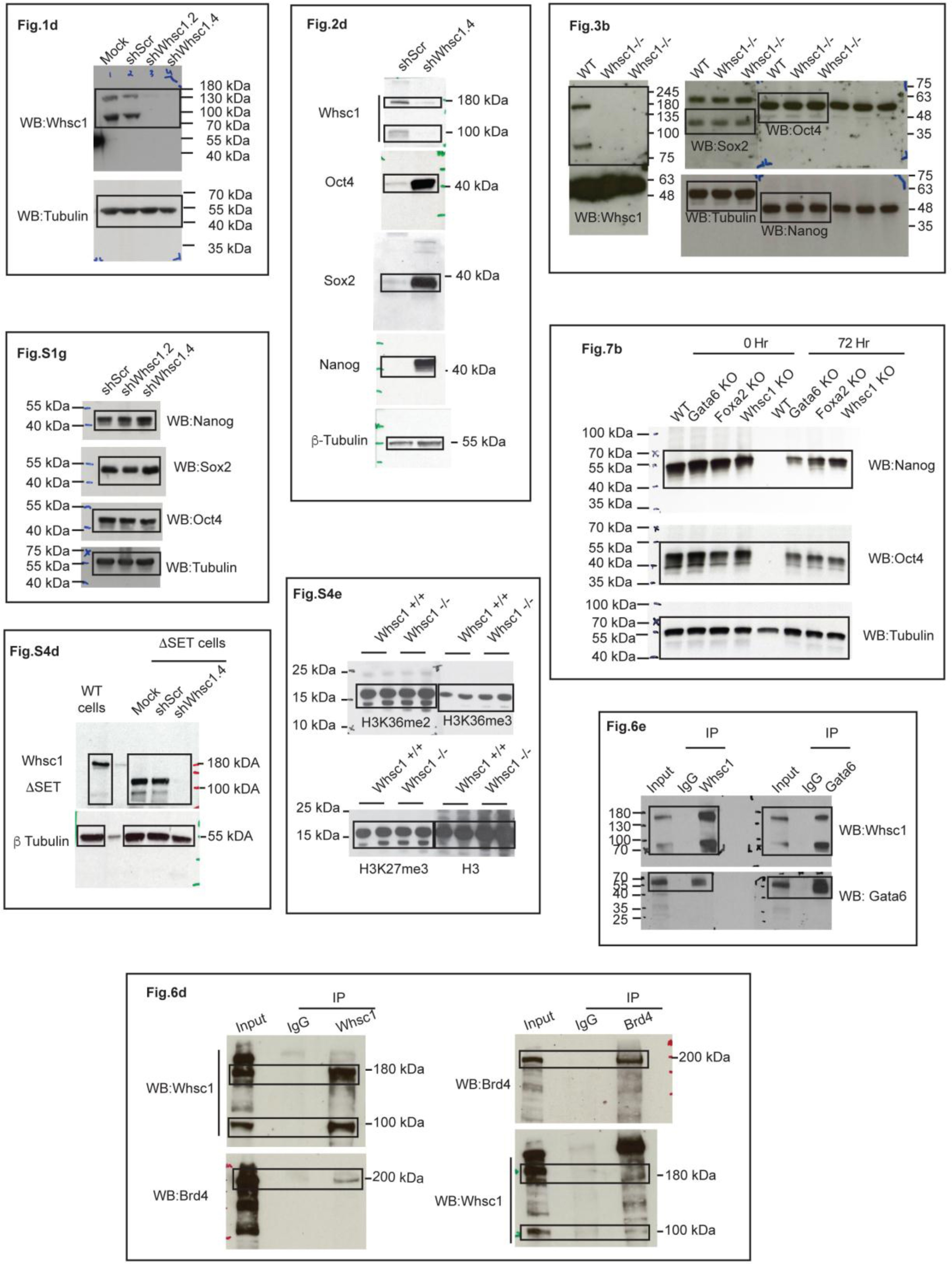 Supplementary Figure 8
