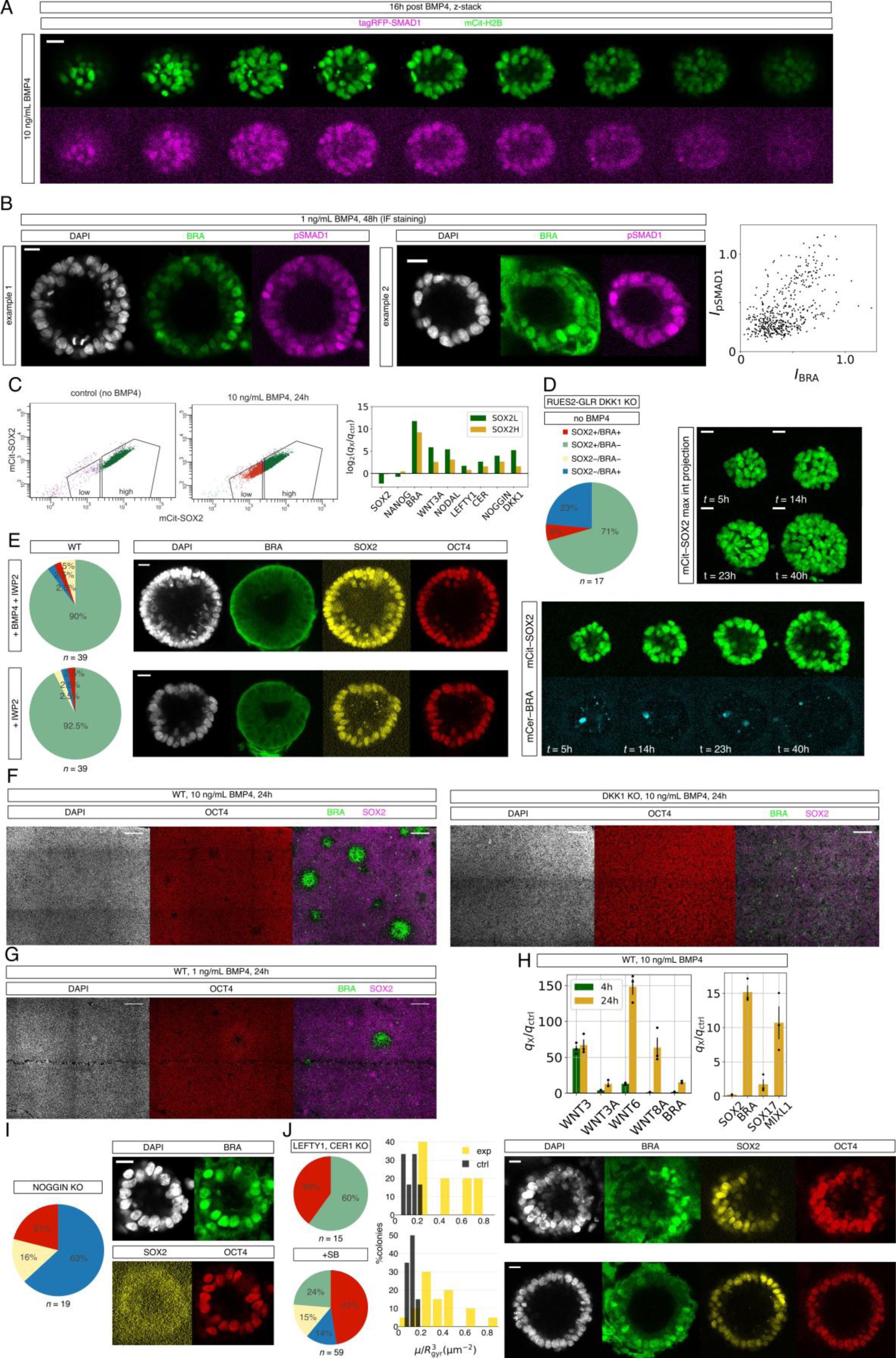 Supplementary Figure 7