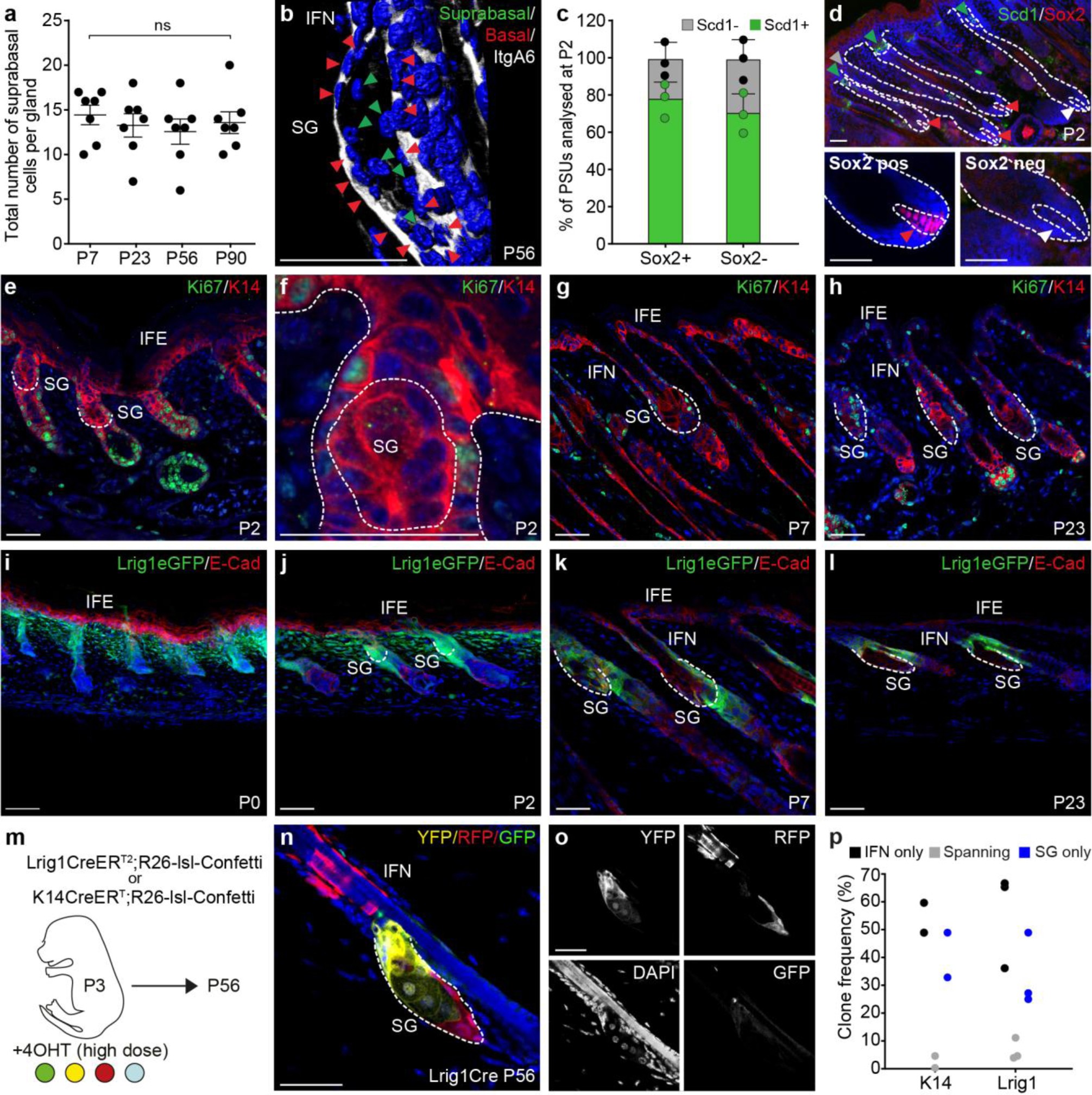 Supplementary Figure 1