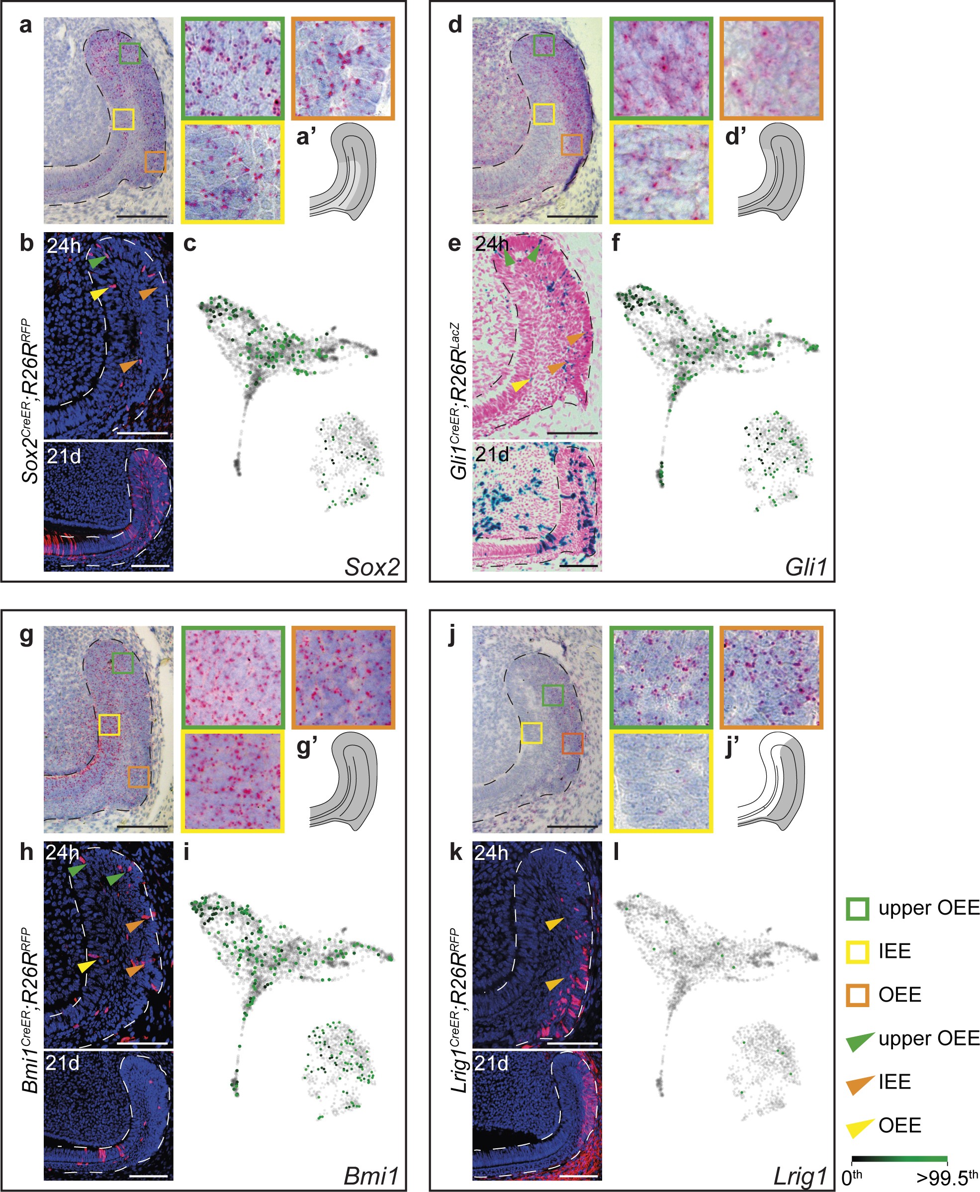 Supplementary Figure 2