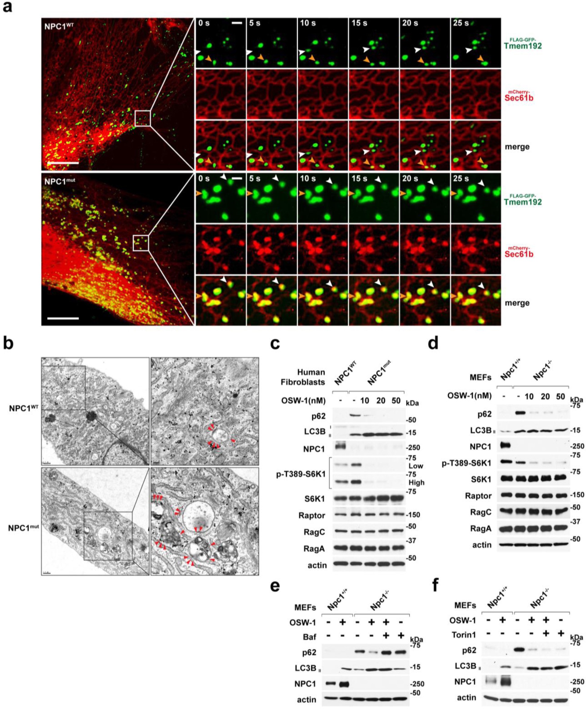 Supplementary Figure 8