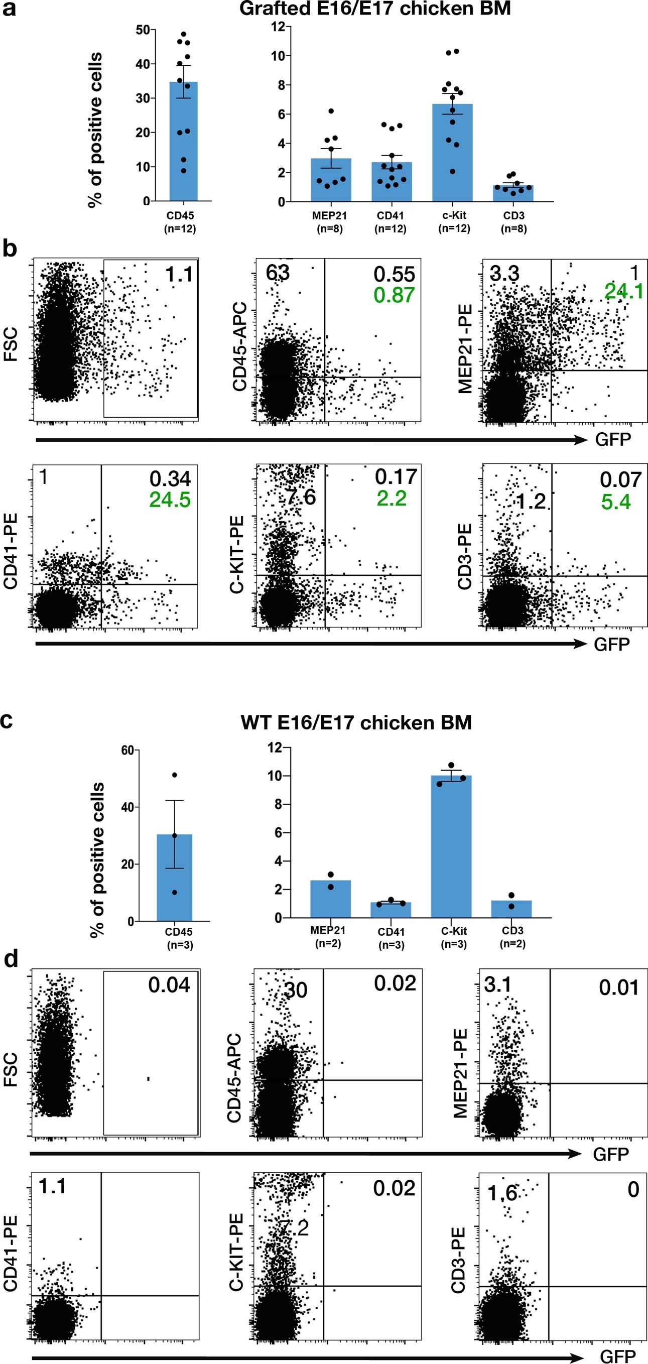 Extended Data Fig. 4: Flow cytometry analysis reveals the presence of endothelial and haematopoietic cells expressing GFP in the E16-grafted chicken BM.