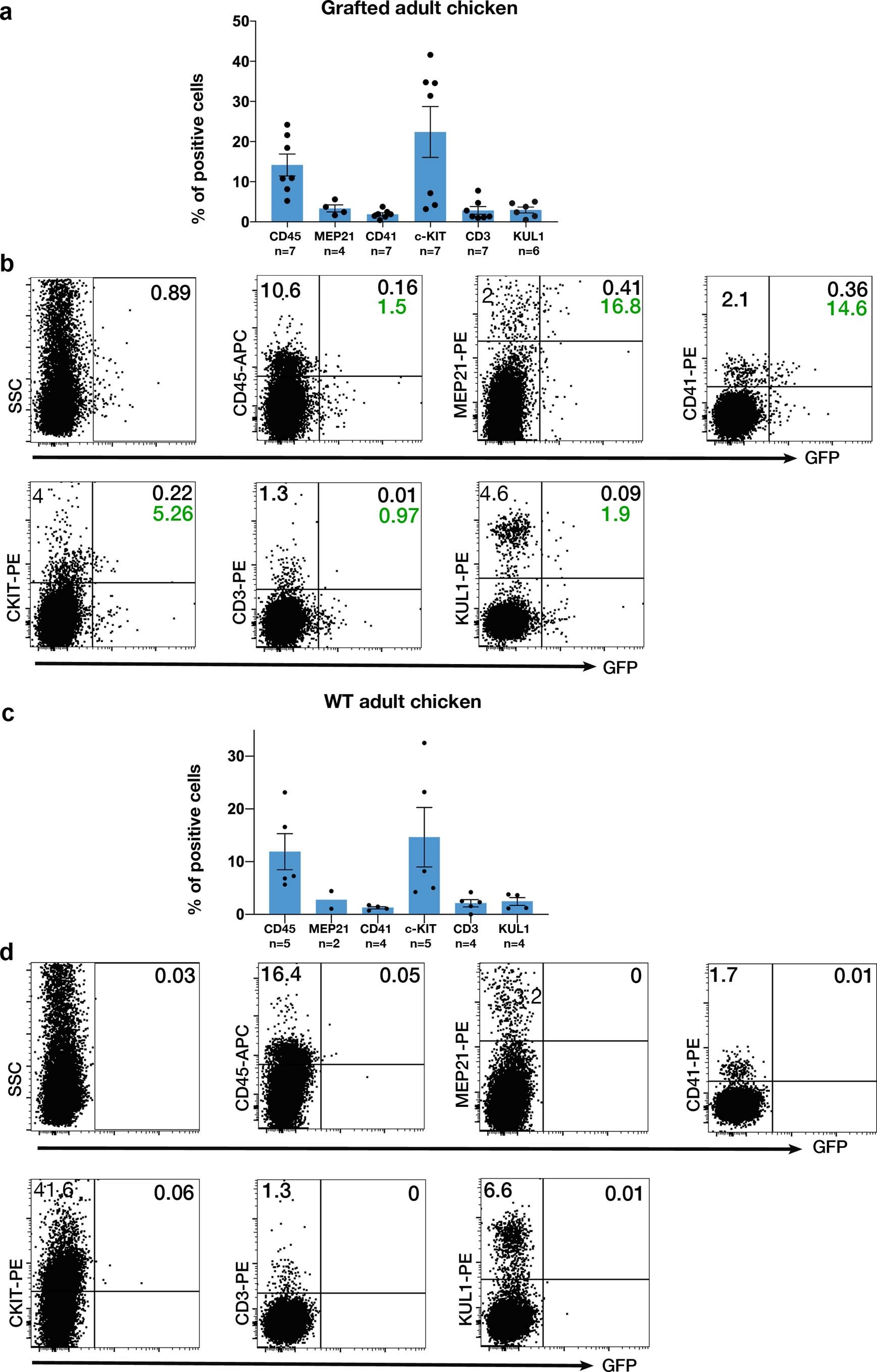Extended Data Fig. 6: Flow cytometry analysis reveals the presence of endothelial and haematopoietic cells expressing GFP in adult BM grafted chickens.