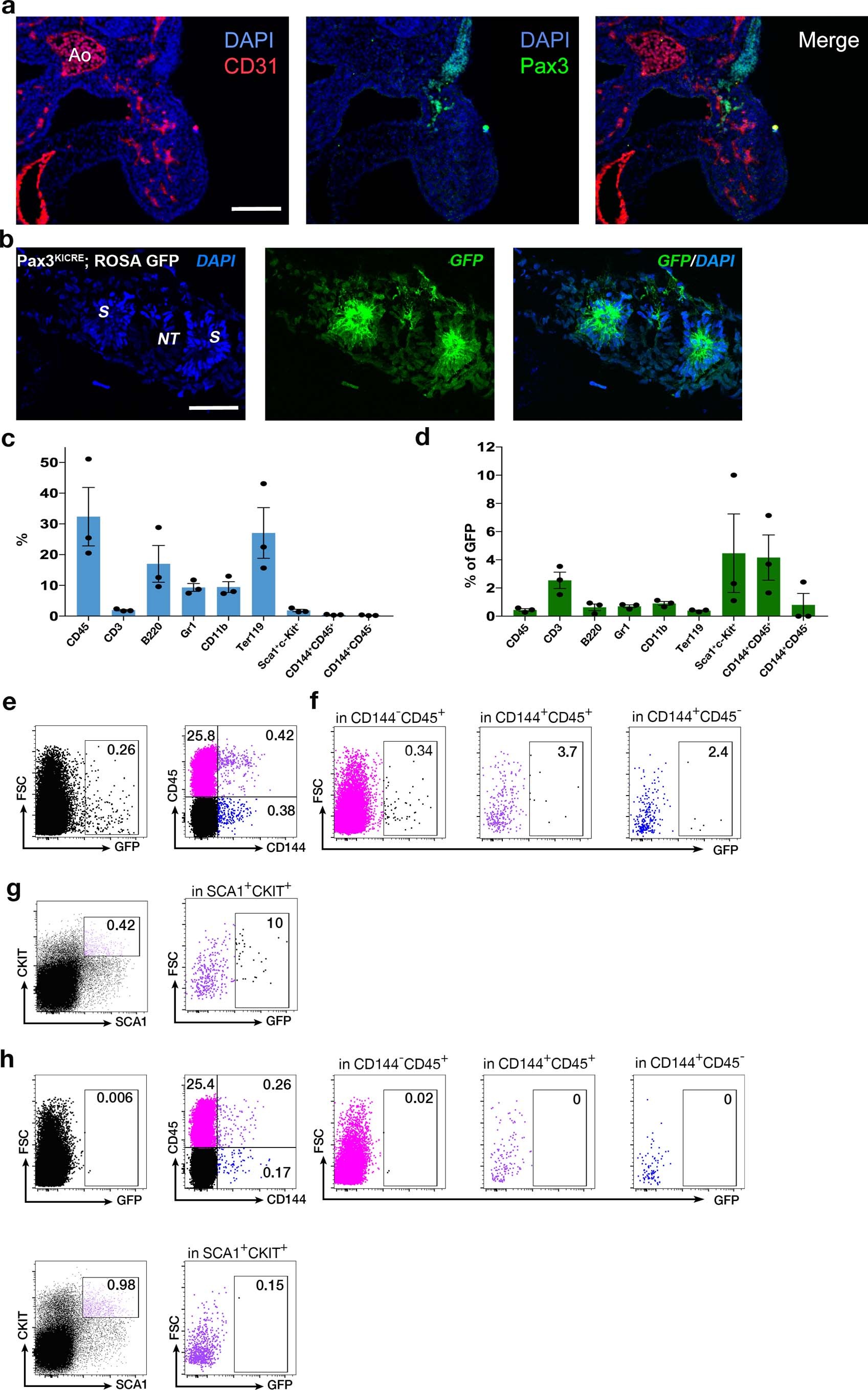 Extended Data Fig. 7: Pax3+ somite-derived cells do not contribute to the aorta haematopoieisis but contribute to the endothelial and haematopoietic lineages in the late fetal BM.