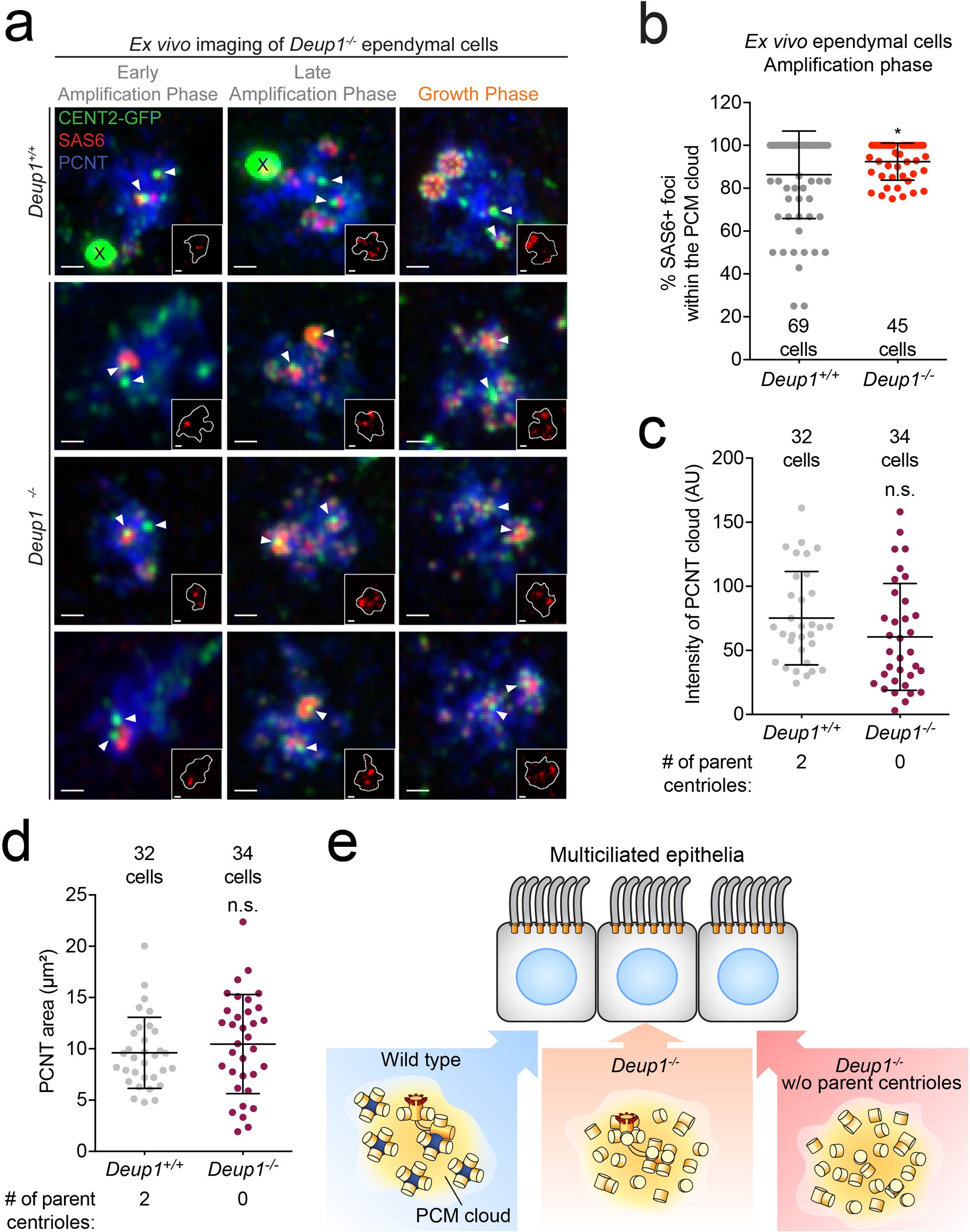 Extended Data Fig. 7: Procentrioles are amplified within a cloud of PCNT in both Deup1+/+ and Deup1−/− cells with or without parent centrioles.