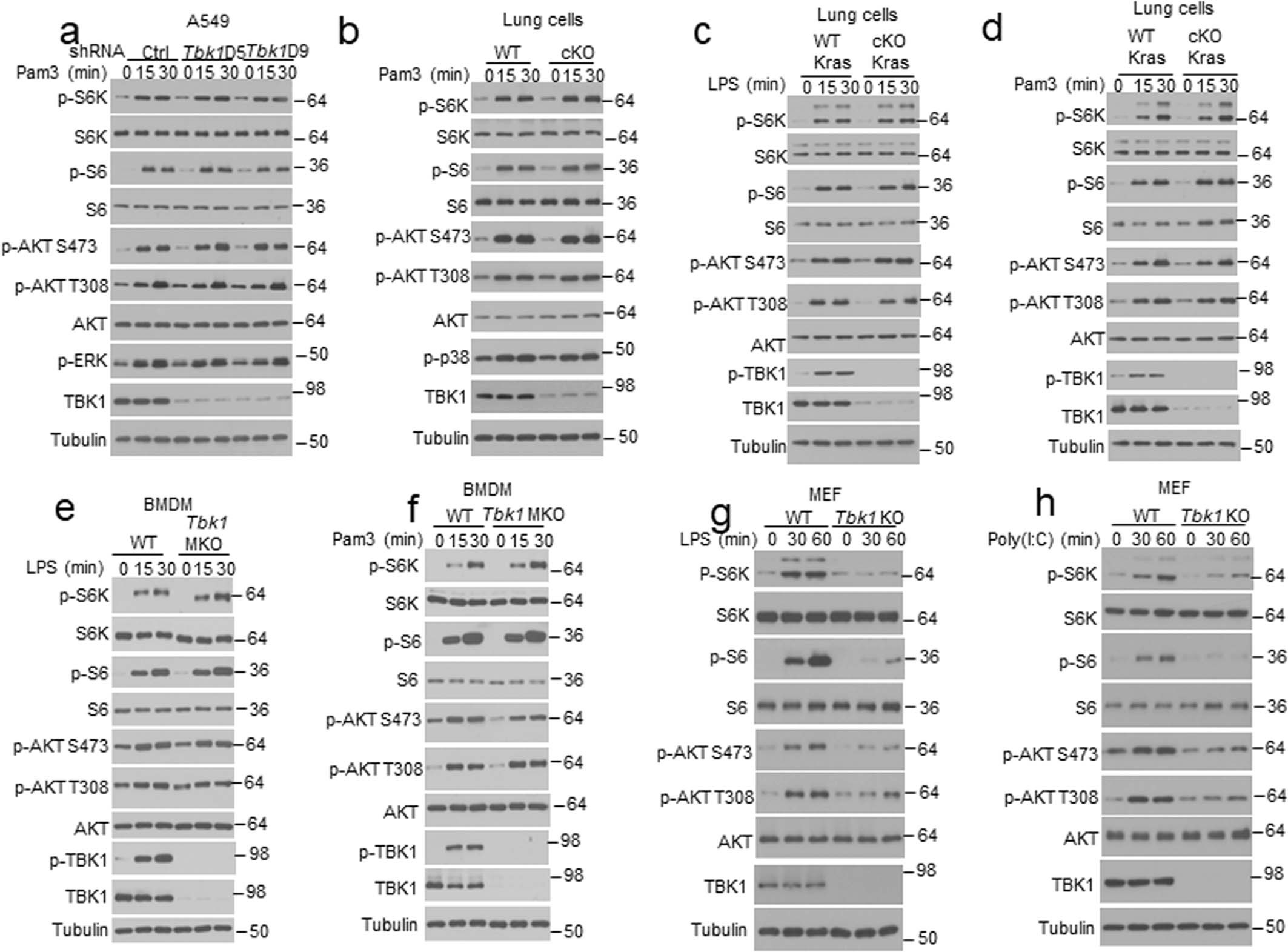 Extended Data Fig. 3: TBK1 mediates mTORC1 activation by EGF and has cell type-specific functions in mTORC1 activation by TLR ligands.