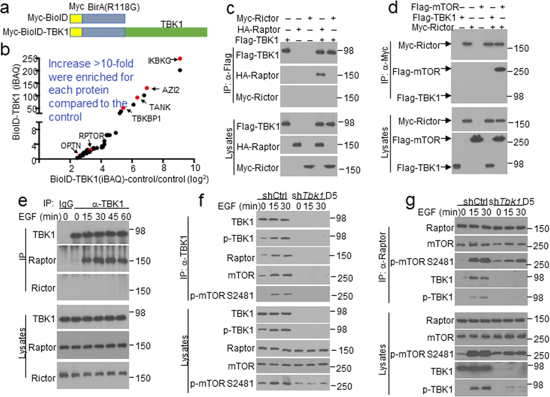 Extended Data Fig. 4: TBK1 is associated with mTORC1 via Raptor.