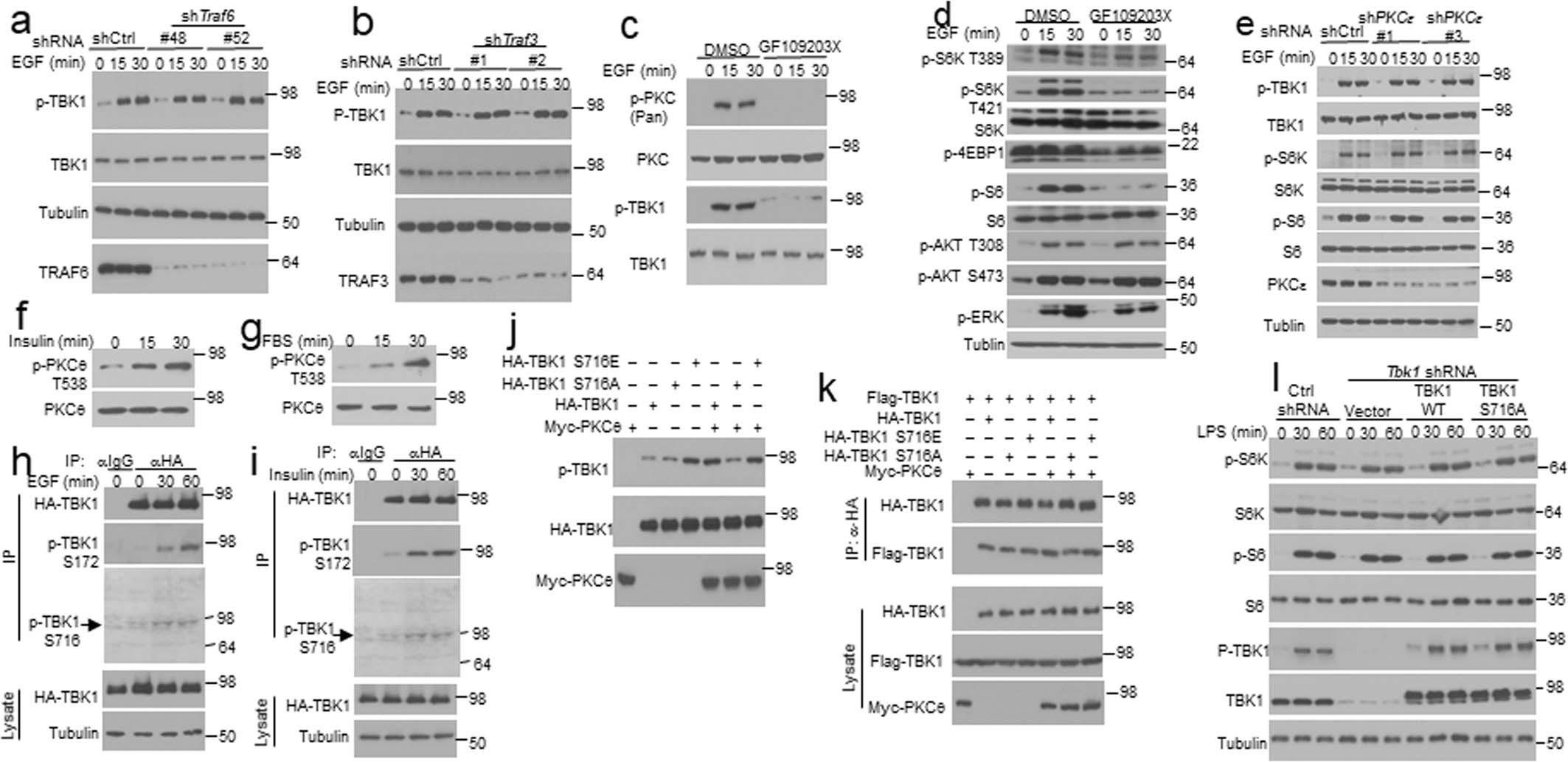 Extended Data Fig. 6: Role of TRAFs and PKC in TBK1 phosphorylation and activation.