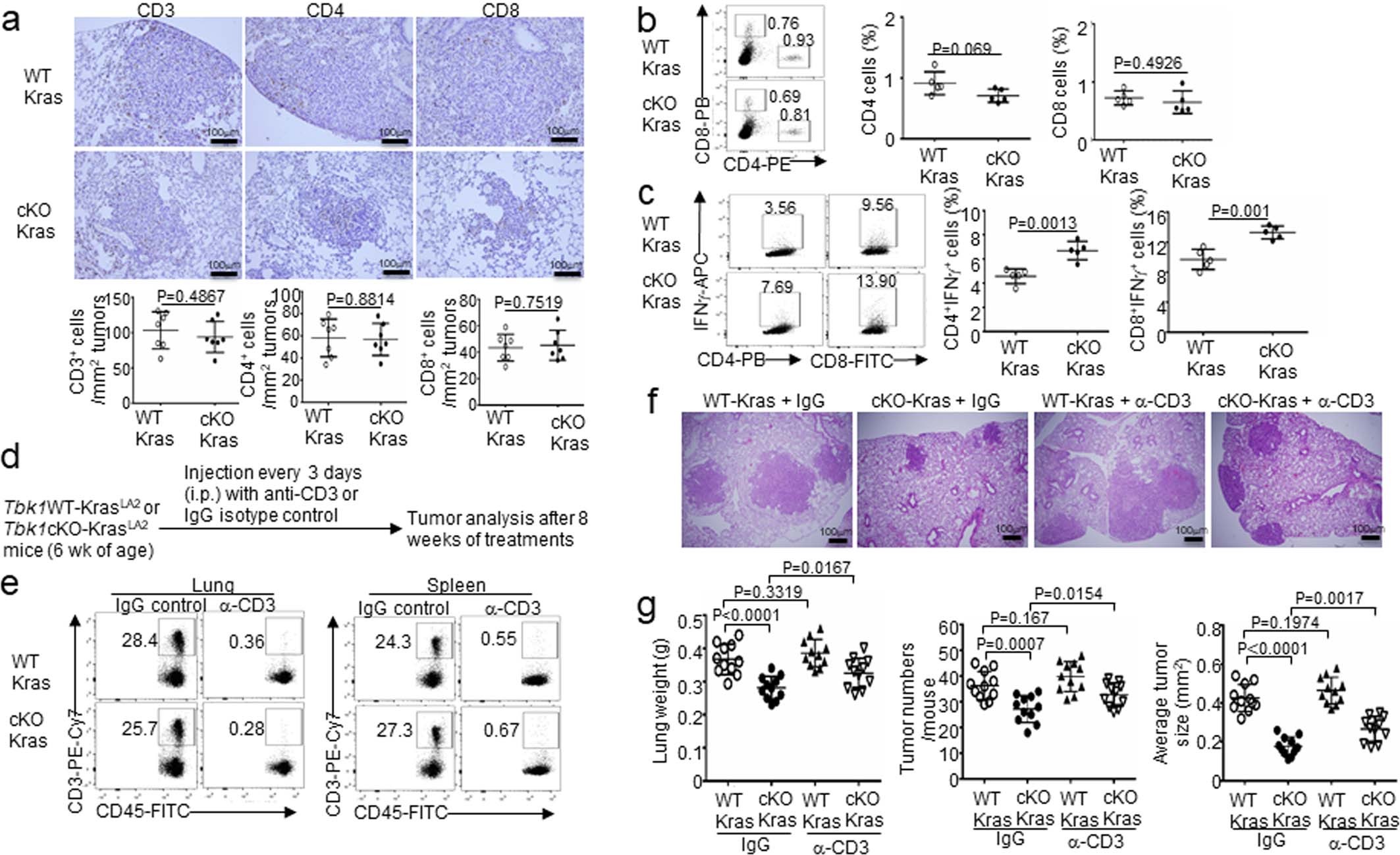 Extended Data Fig. 7: TBK1 deletion in lung epithelial cells promotes T cell activation.