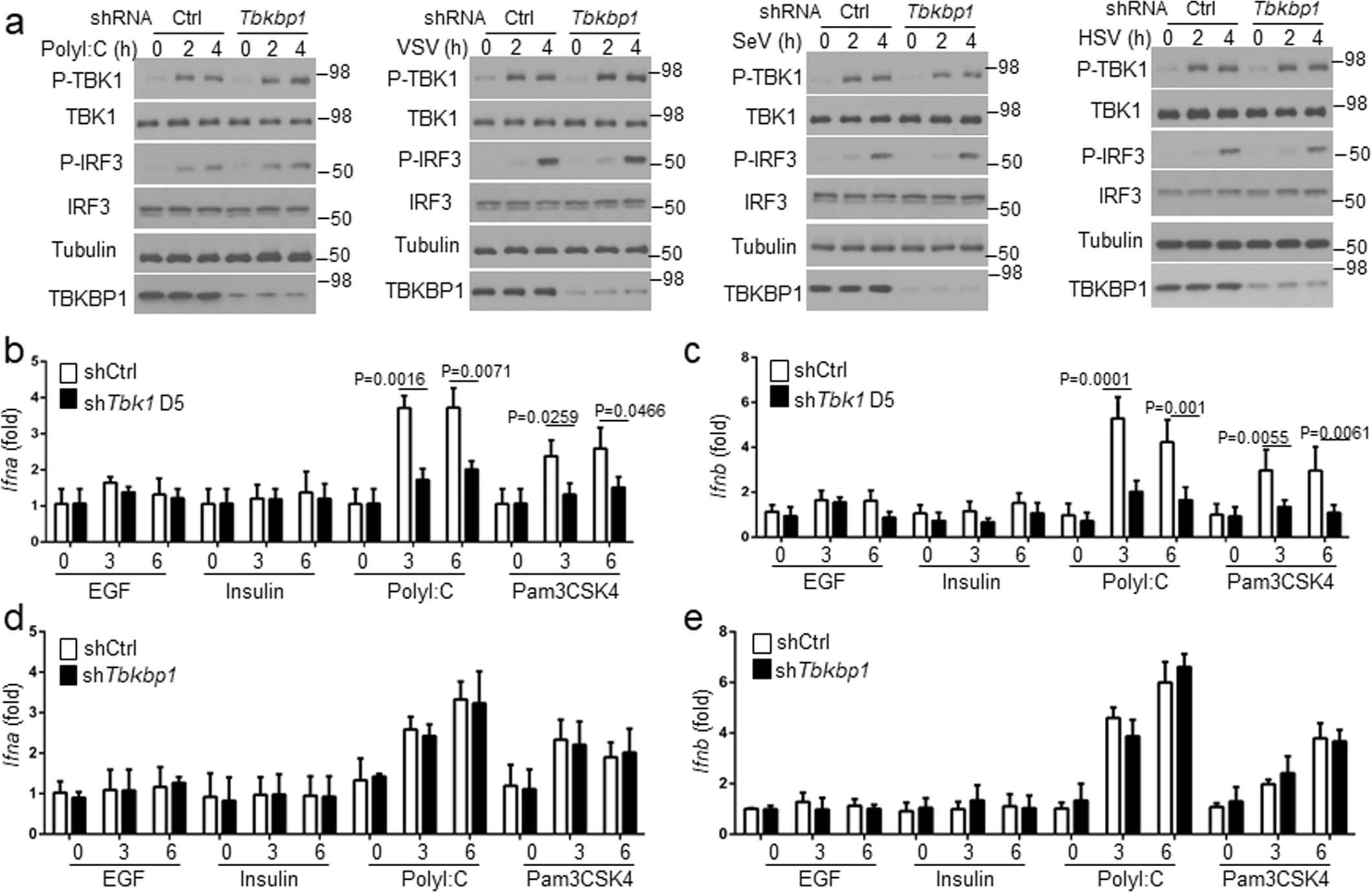 Extended Data Fig. 1: TBKBP1 is not required for TBK1 activation or type I IFN induction by TLR ligands and viruses.