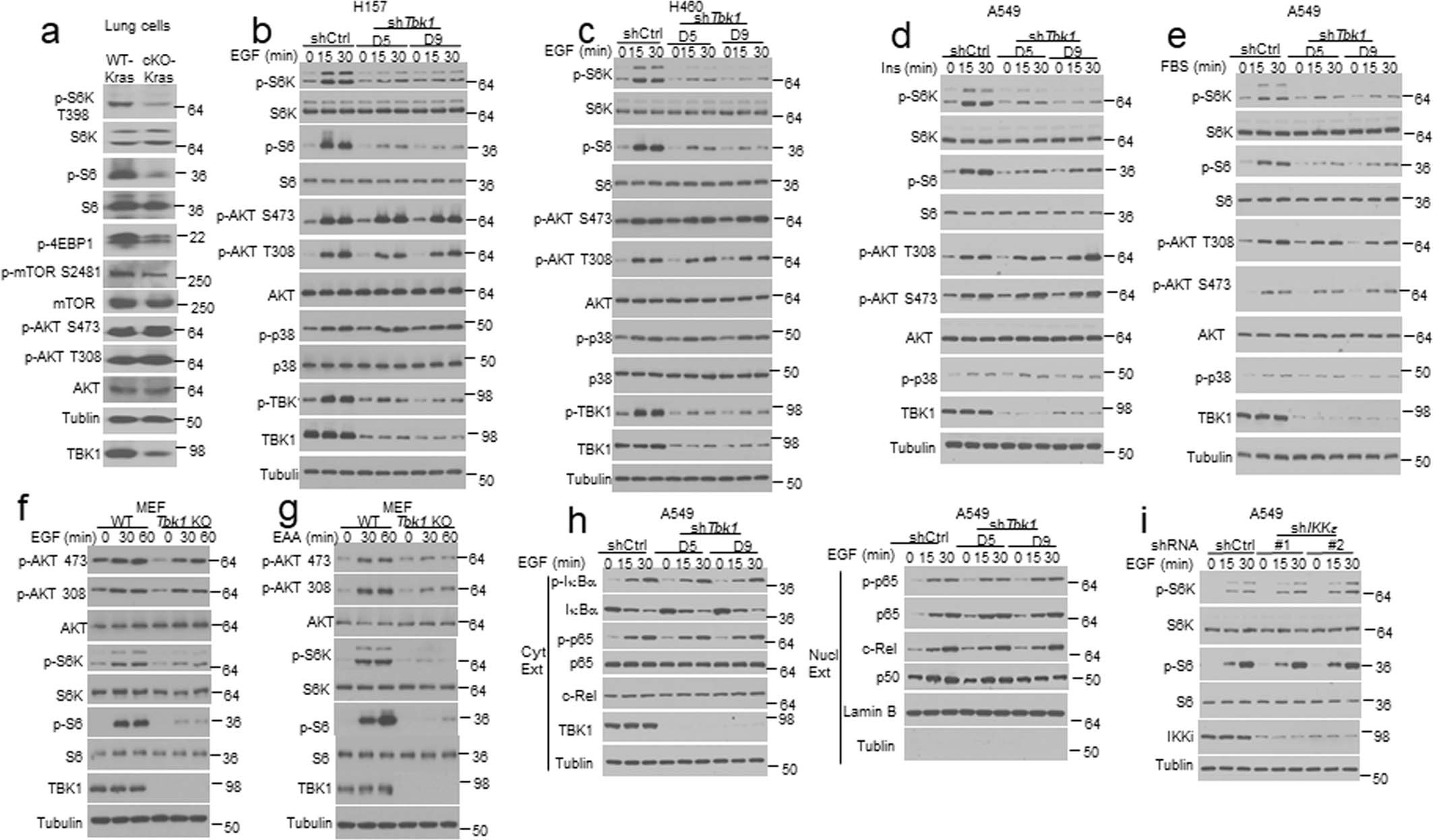 Extended Data Fig. 2: TBK1, but not IKKε, mediates growth factor-stimulated mTORC1 activation.