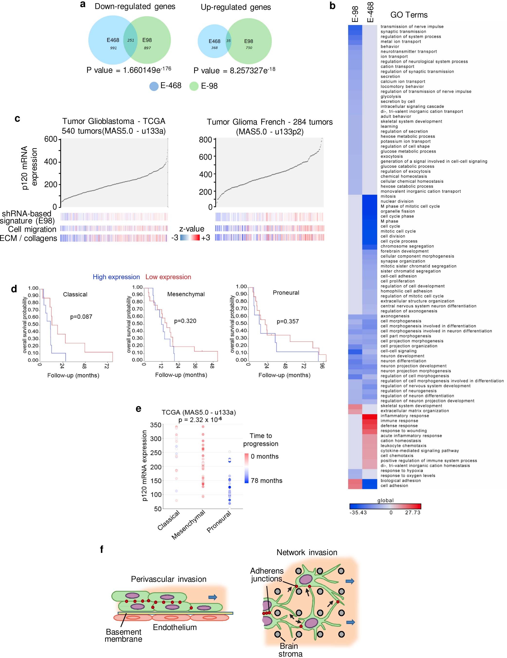 Extended Data Fig. 8: Gene expression regulation in glioma cells in response to downregulation of p120 and clinical relevance of p120-catenin in glioma patients.