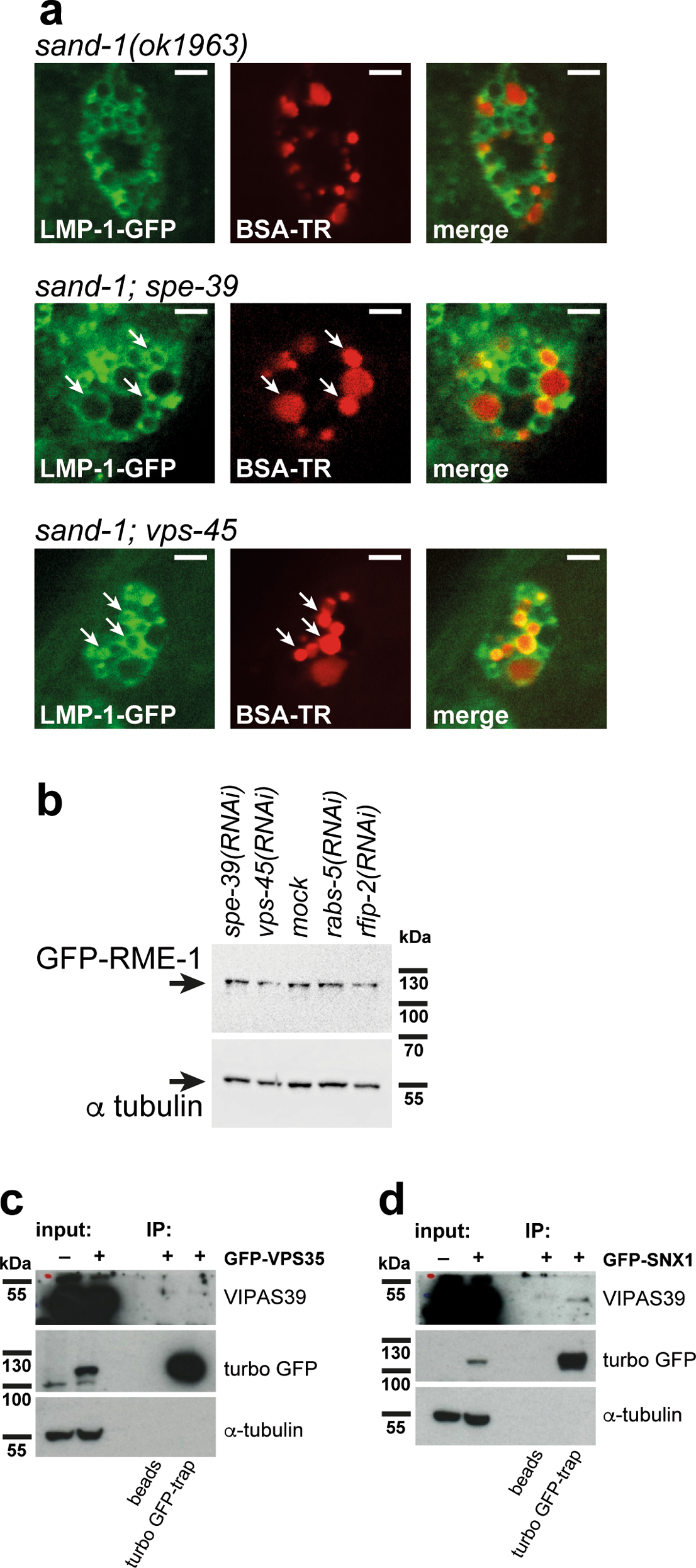 Extended Data Fig. 8