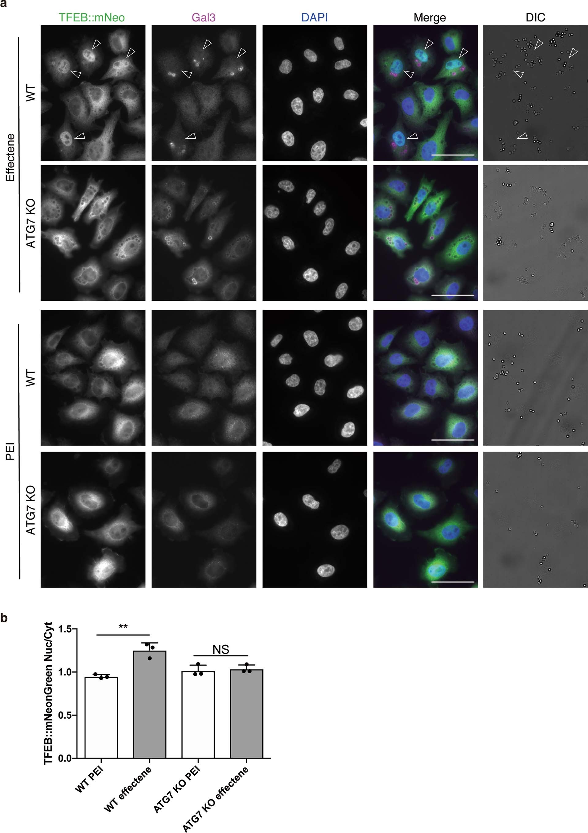 Extended Data Fig. 4