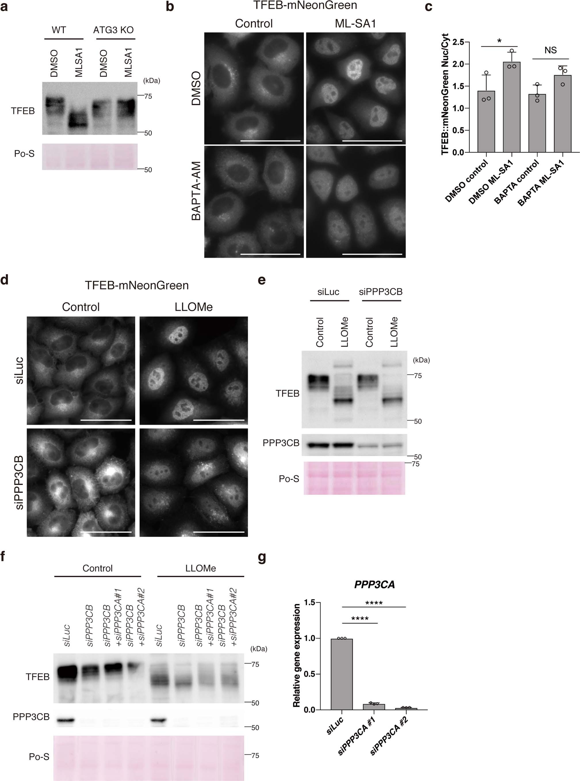 Extended Data Fig. 5