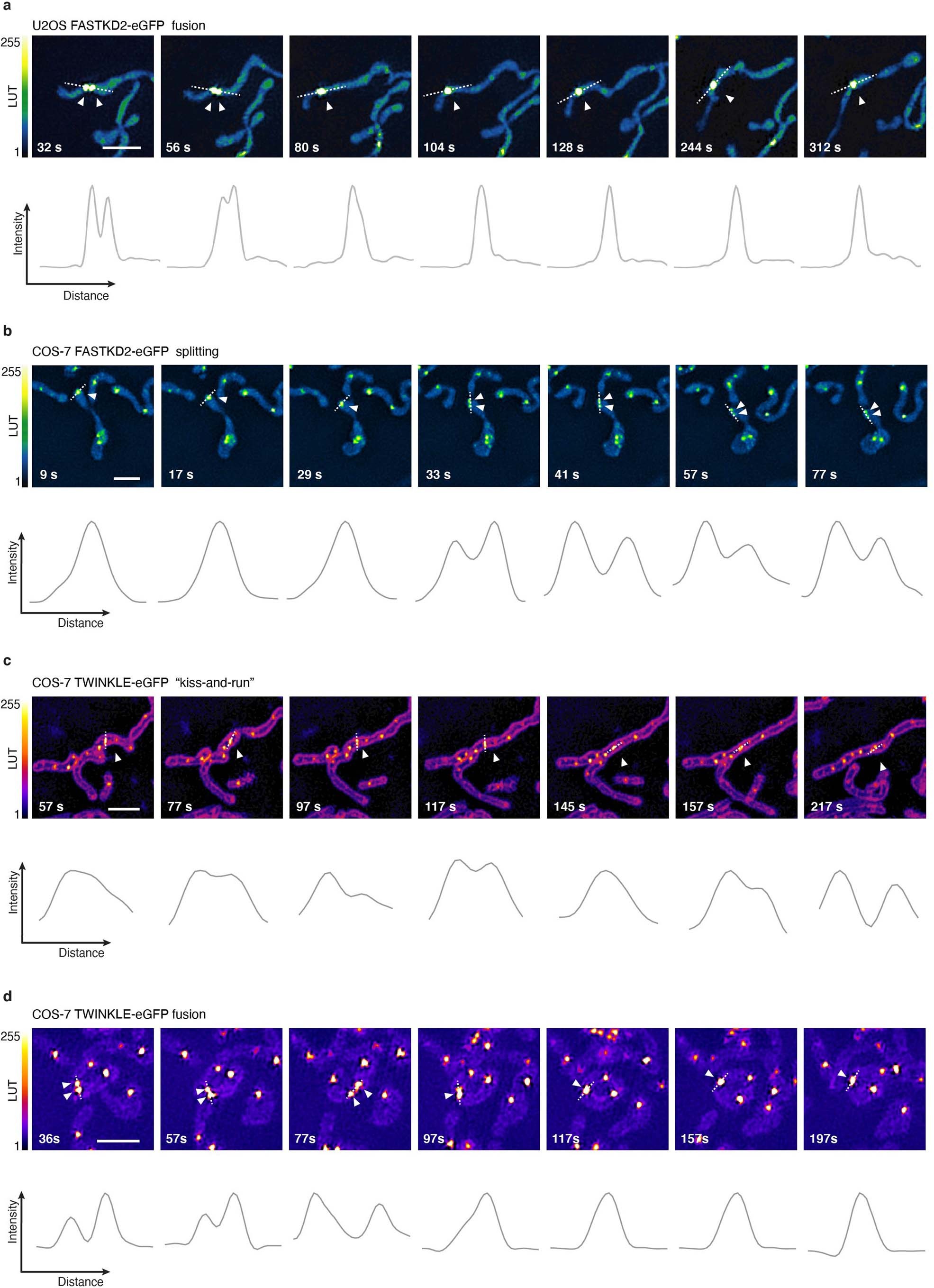 Extended Data Fig. 4: MRG and nucleoid dynamics in live cells.