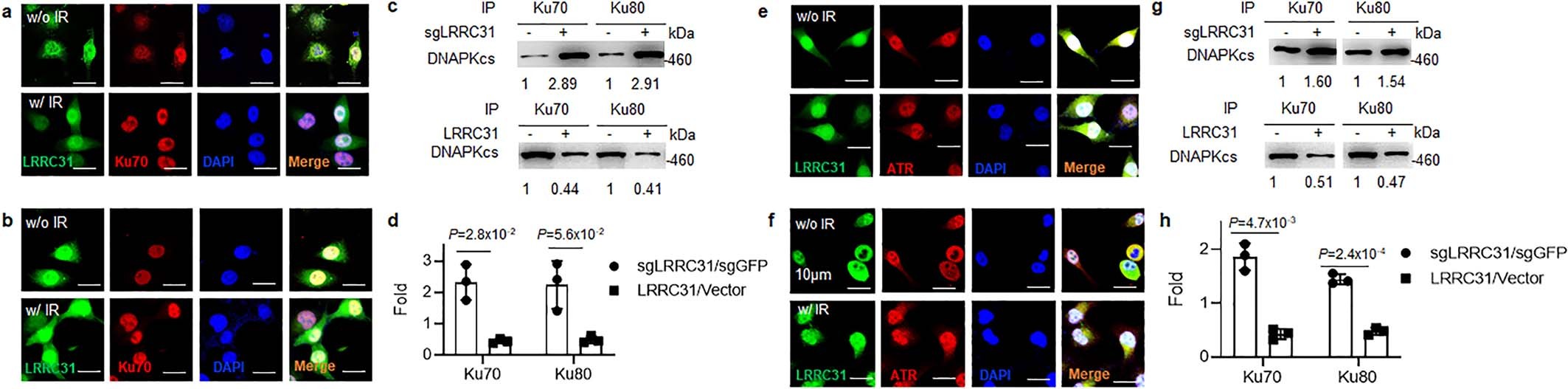 Extended Data Fig. 5: Characterization of the intracellular localization of LRRC31 with Ku70 and ATR as well as the effects of LRRC31 on DNA–PKcs recruitment.
