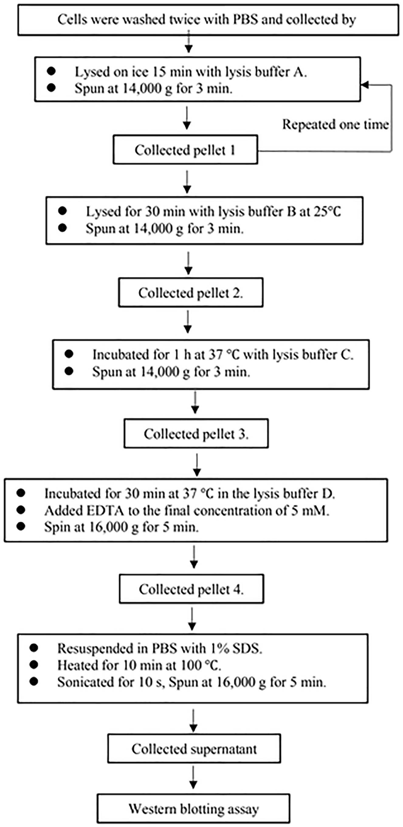 Extended Data Fig. 6: Procedures for analysis of chromatin recruitment of DNA–PKcs by biochemical fractionation and Immunoblotting.