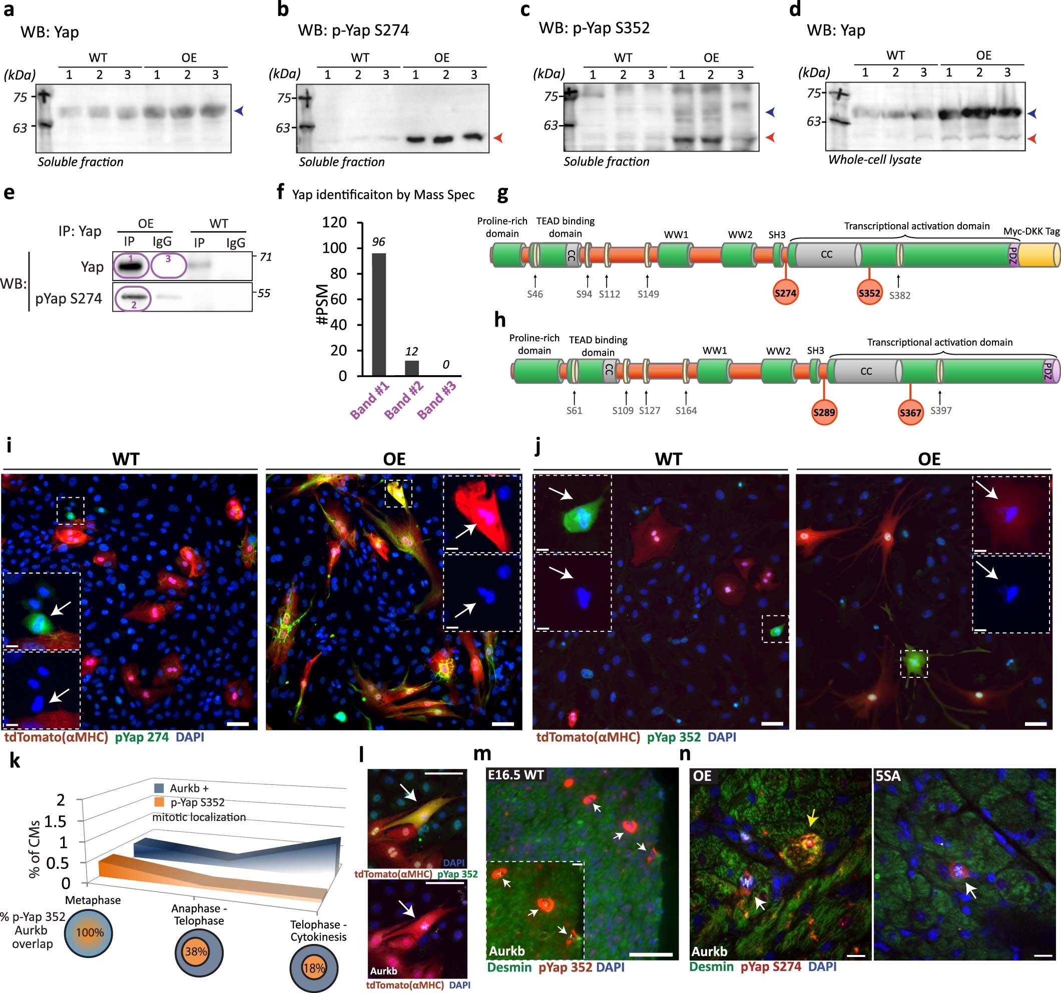 Extended Data Fig. 5: Phosphorylation of YAP on S274 and S352 is prevalent in OE hearts and peaks during mitosis.