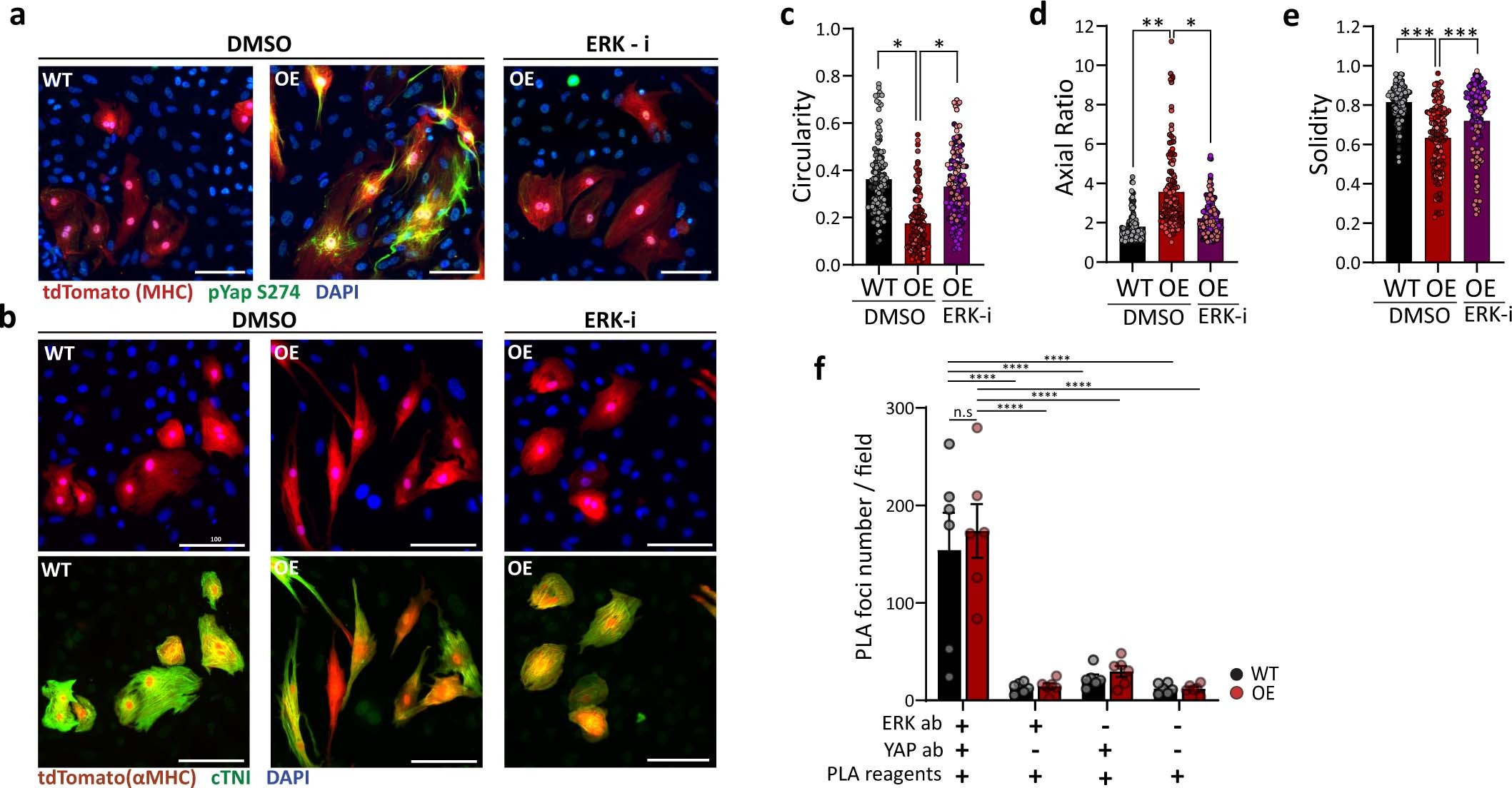 Extended Data Fig. 6: ERK interacts with YAP and drives YAP S274 phopshorylation and morphological changes in ERBB2-OE CMs.