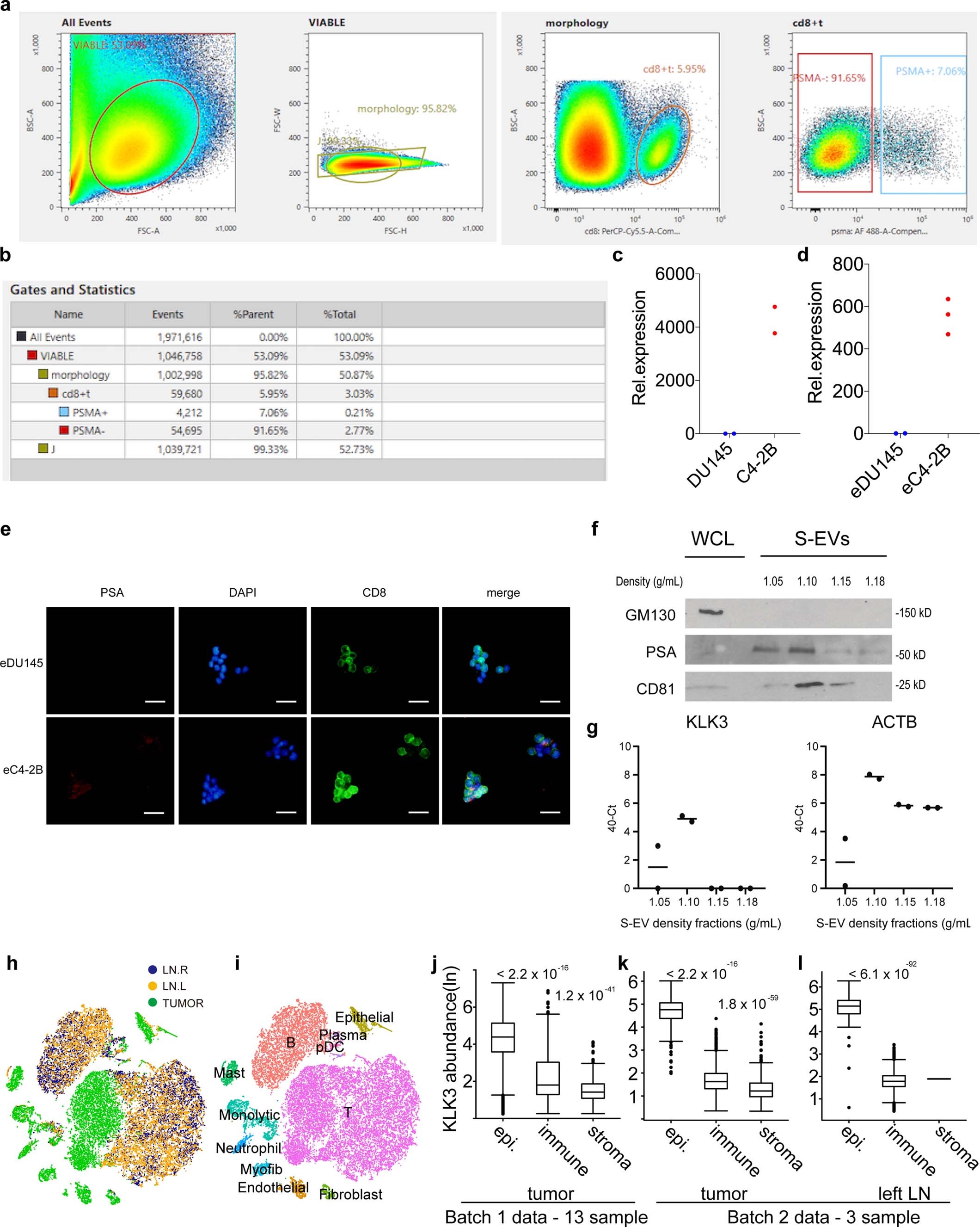Extended Data Fig. 6: Analysis of KLK3 expression in T cells.
