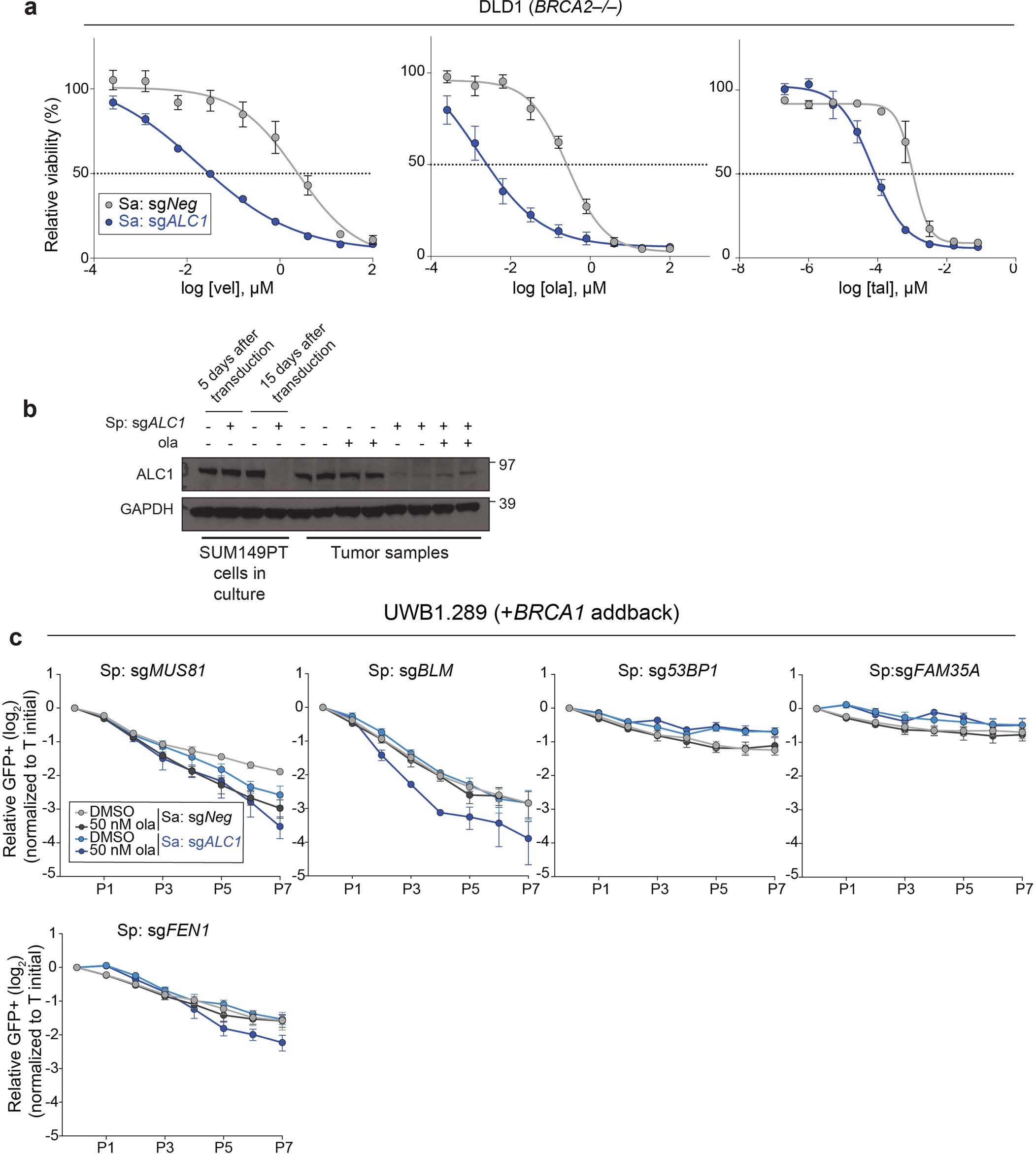 Extended Data Fig. 3: Extended analysis of PARPi sensitivity upon ALC1 loss.