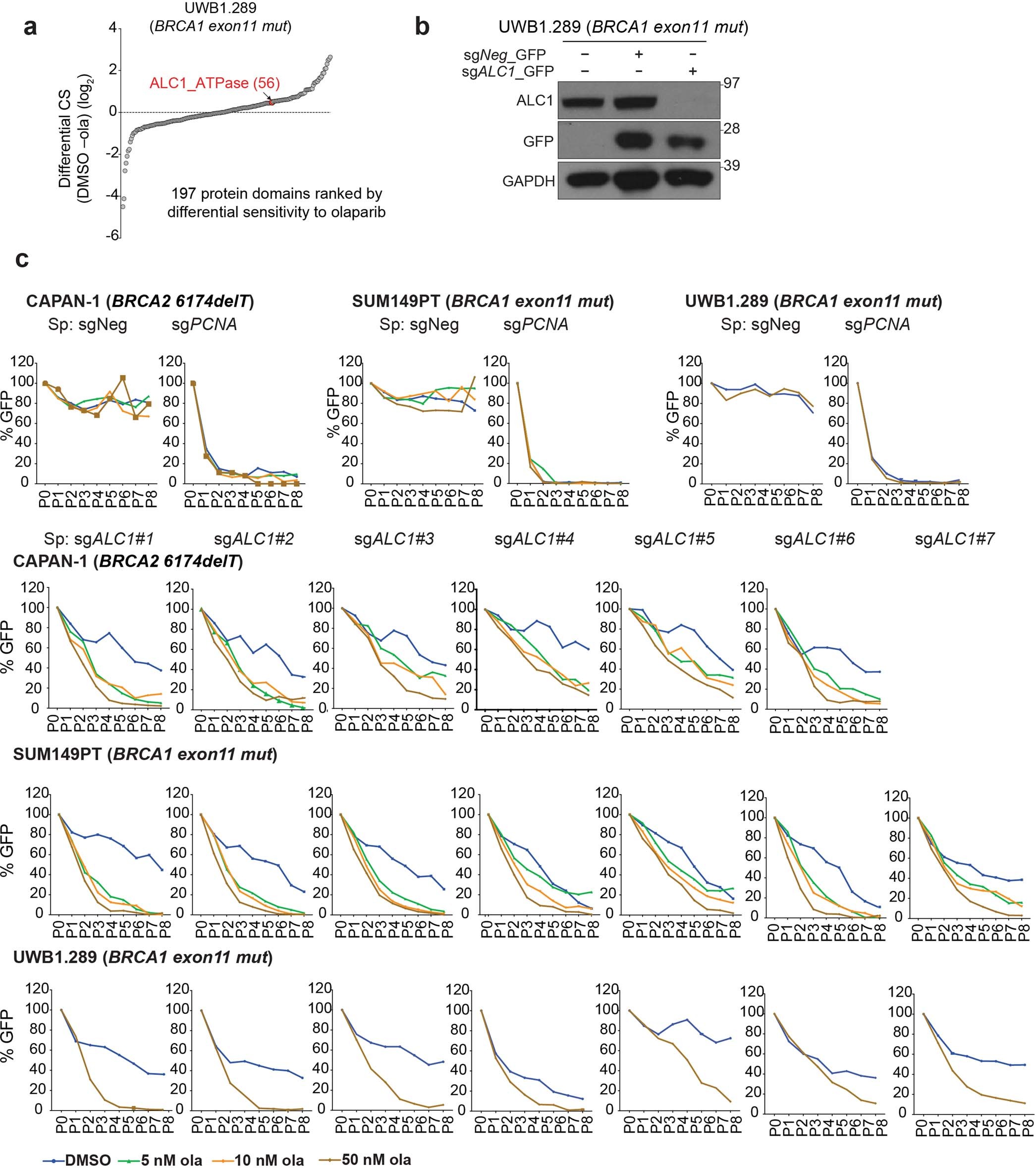 Extended Data Fig. 1: ALC1 loss renders olaparib hypersensitivity and proliferation defects in various BRCA-mutant lines.