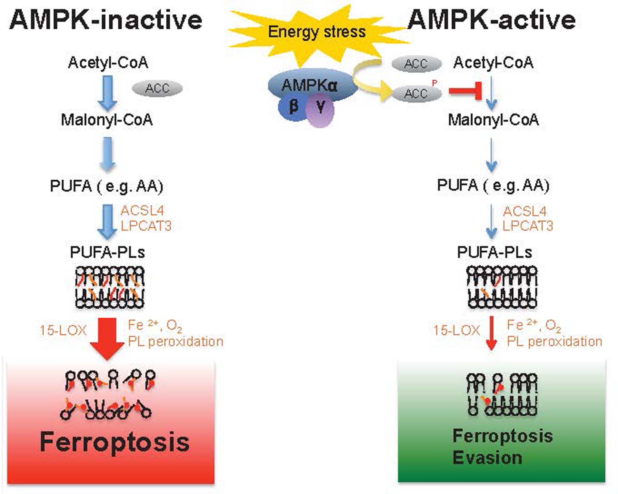 Extended Data Fig. 9: A schematic model describing the roles of AMPK-mediated energy stress signaling in regulating ferroptosis.
