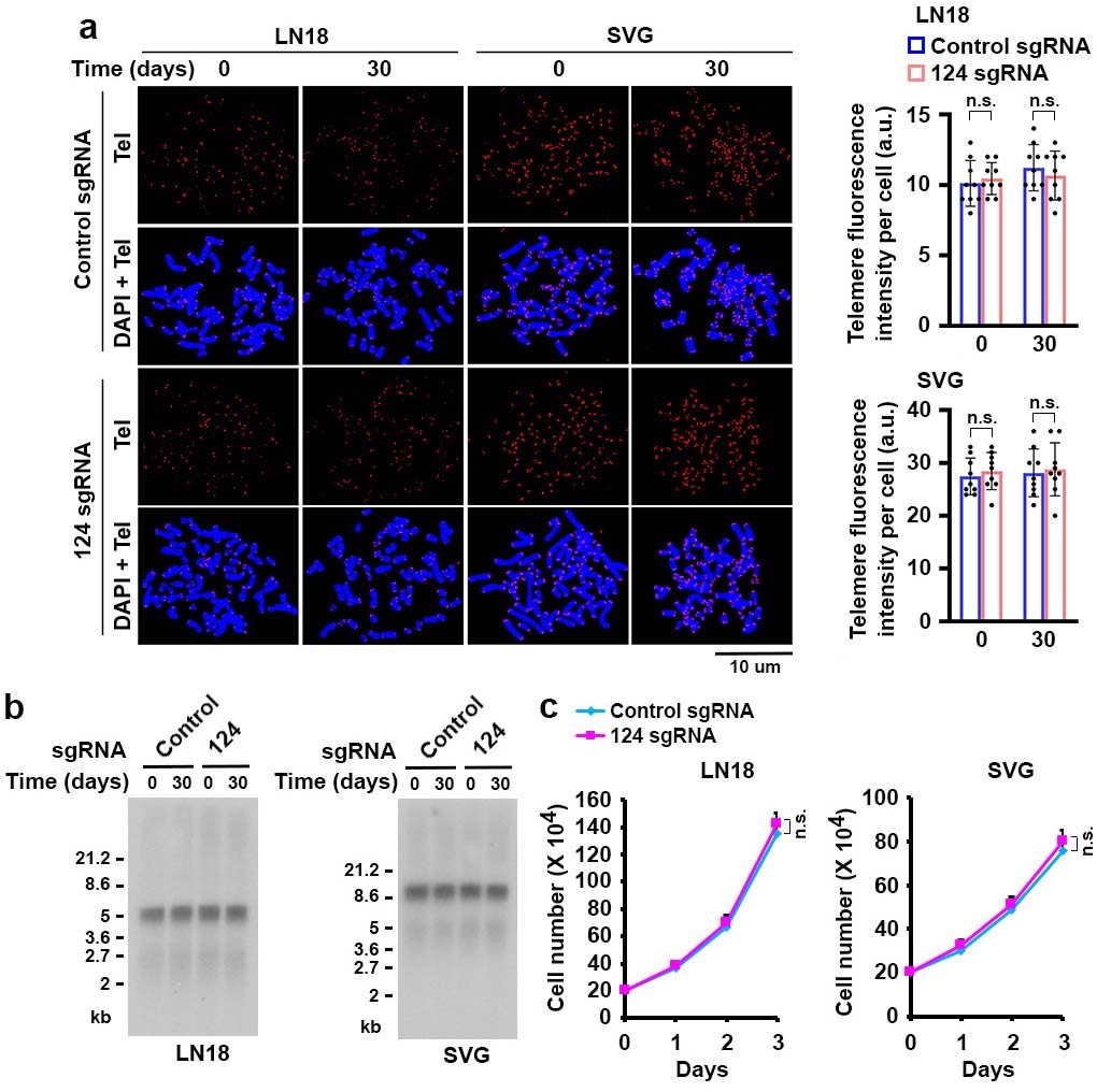 Extended Data Fig. 3: Mutated TERT Promoter-Targeted PBE Does Not Affect Telomere Length or Proliferation of LN18 and SVG Cells.