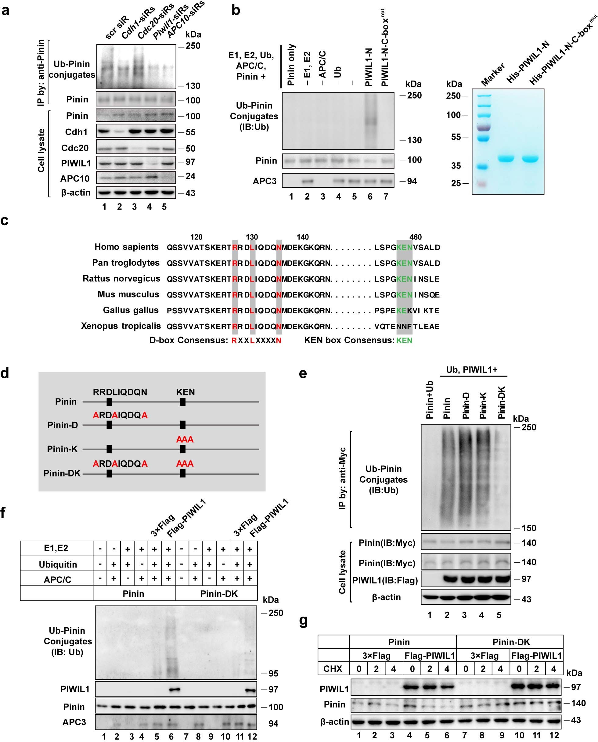 Extended Data Fig. 7: Pinin is specifically ubiquitinated by APC/CPIWIL1.